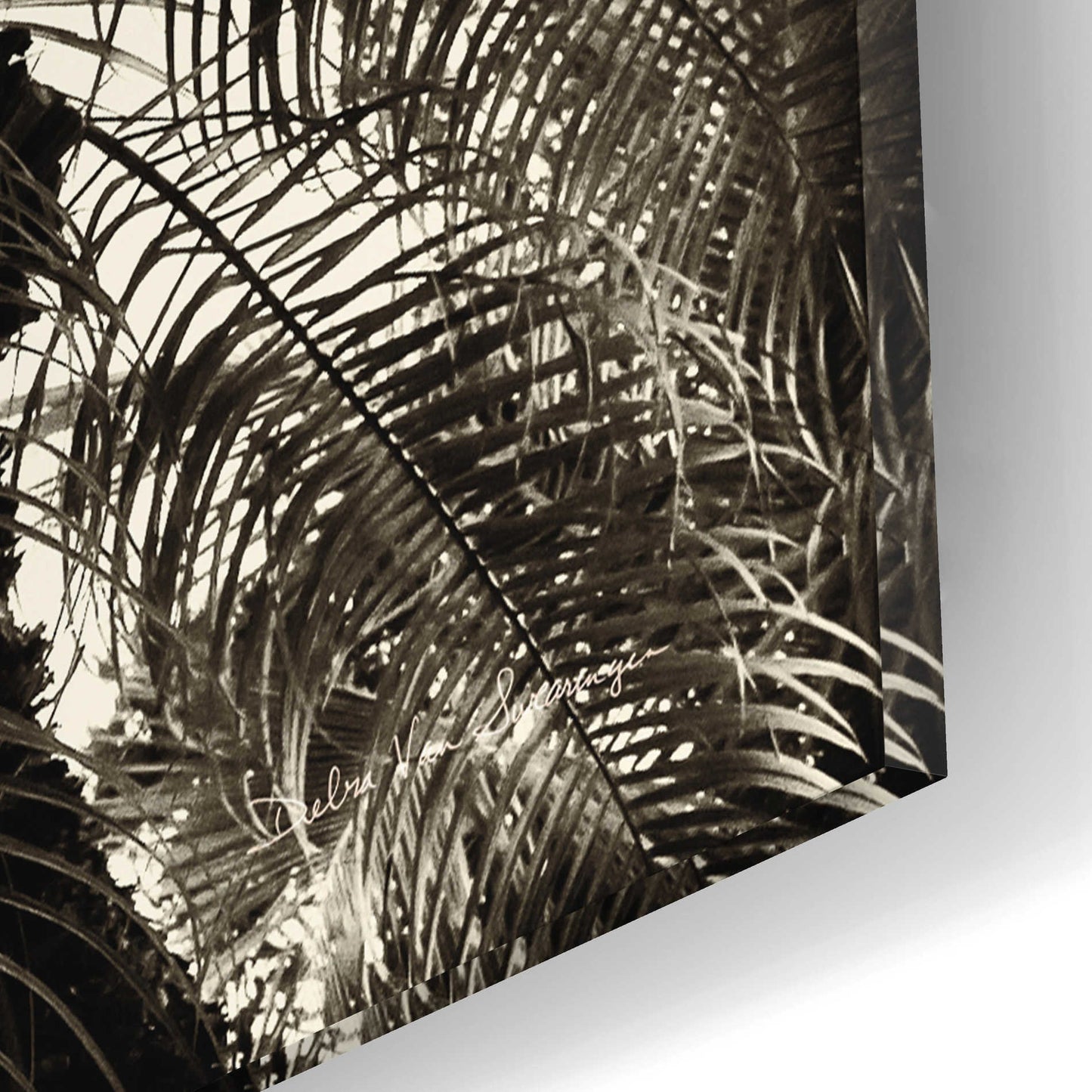 Epic Art 'Palm Tree Sepia I' by Debra Van Swearingen, Acrylic Glass Wall Art,12x12