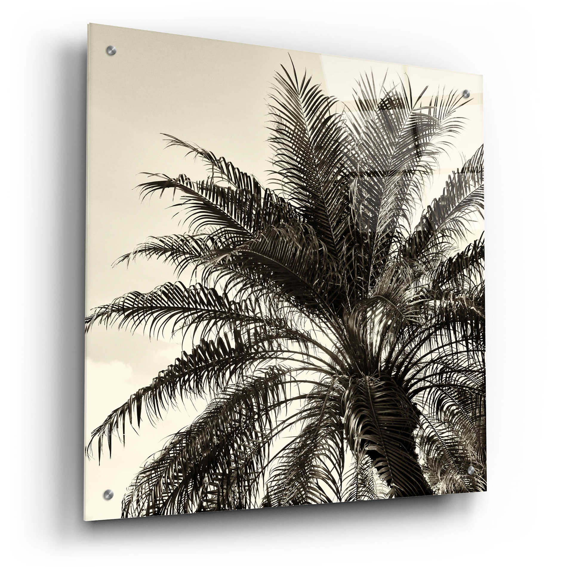 Epic Art 'Palm Tree Sepia I' by Debra Van Swearingen, Acrylic Glass Wall Art,24x24