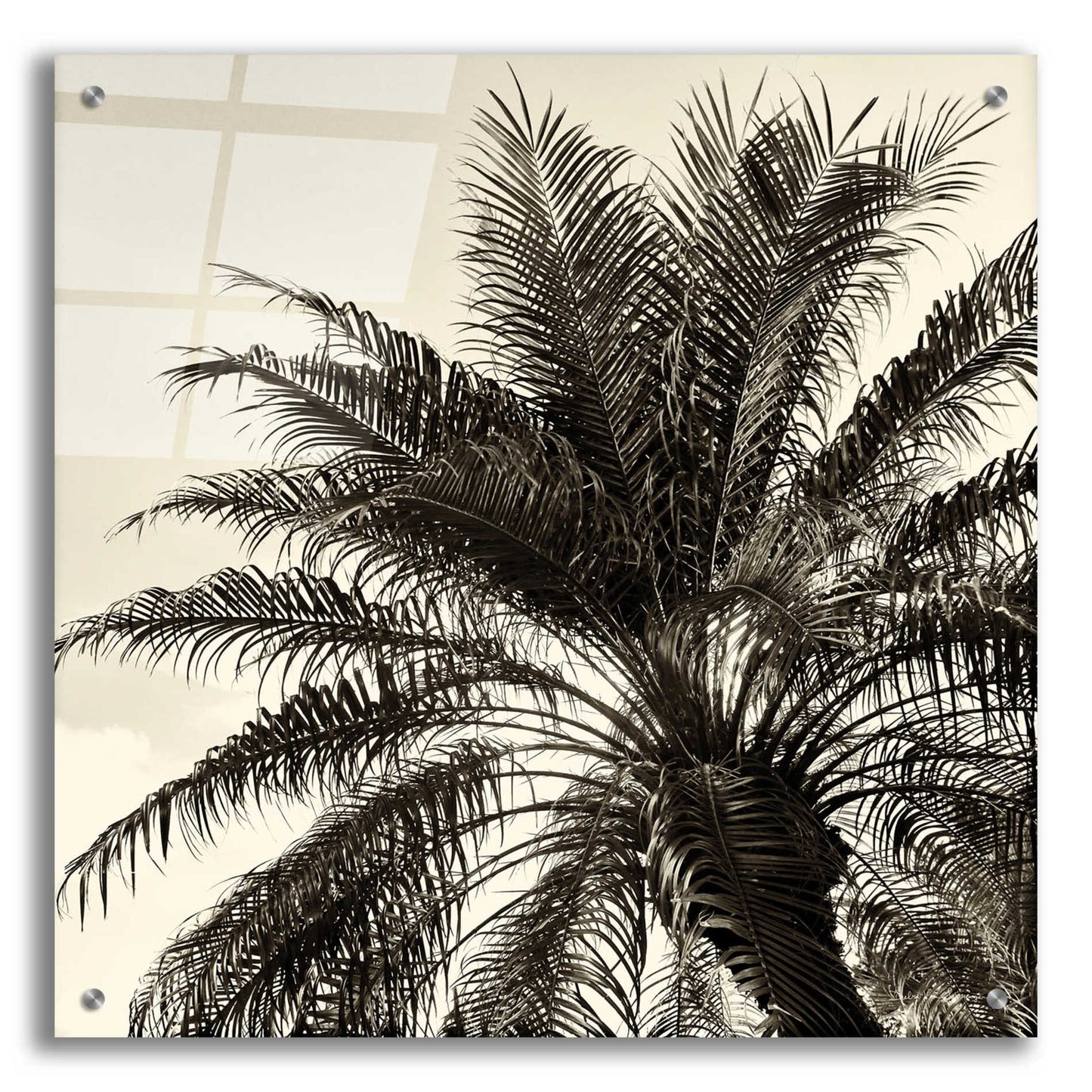 Epic Art 'Palm Tree Sepia I' by Debra Van Swearingen, Acrylic Glass Wall Art,24x24