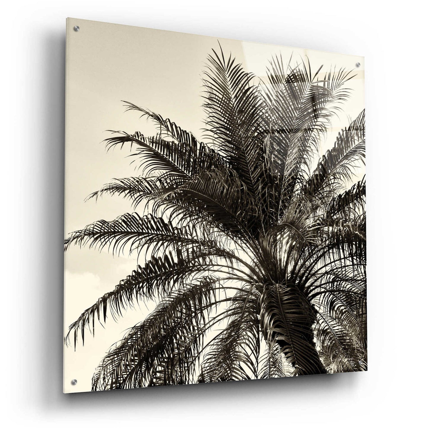 Epic Art 'Palm Tree Sepia I' by Debra Van Swearingen, Acrylic Glass Wall Art,36x36