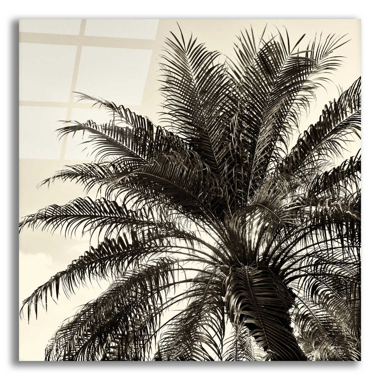 Epic Art 'Palm Tree Sepia I' by Debra Van Swearingen, Acrylic Glass Wall Art,12x12x1.1x0,18x18x1.1x0,26x26x1.74x0,37x37x1.74x0