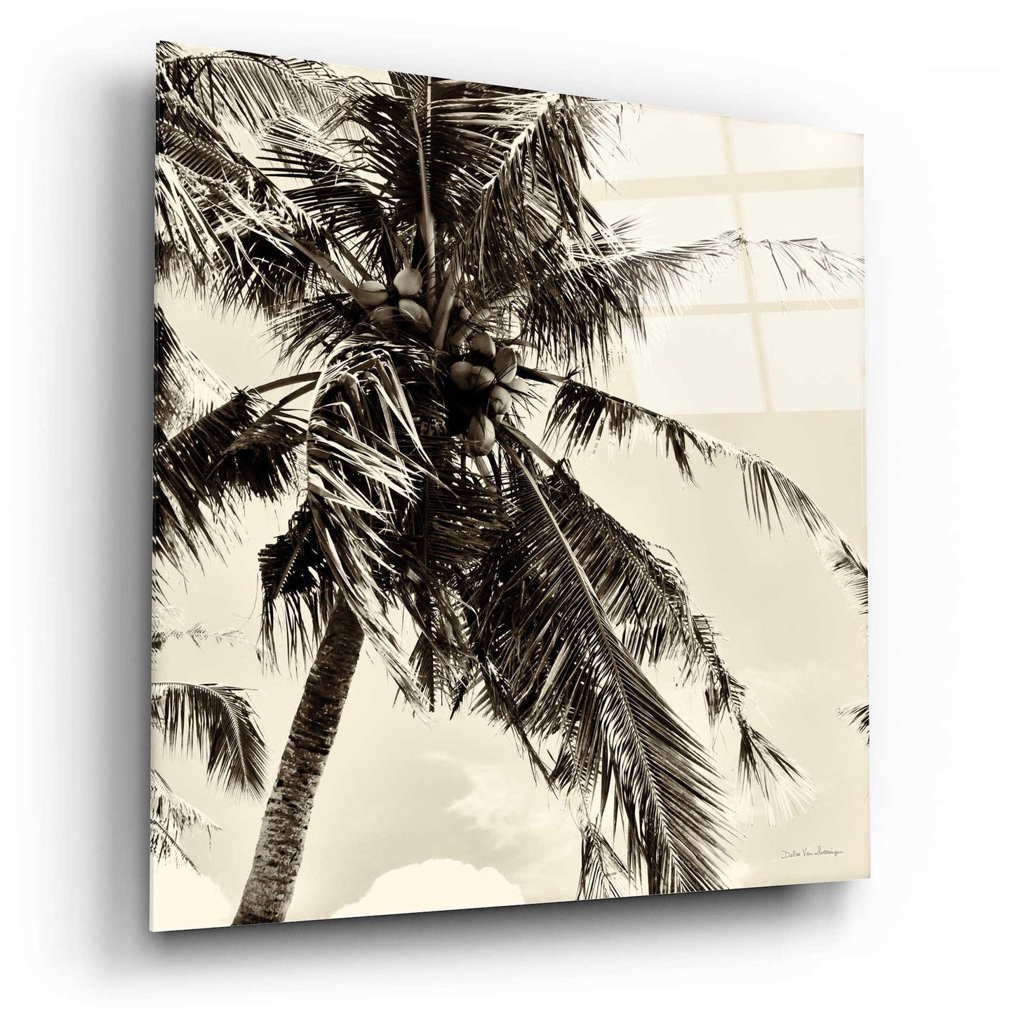 Epic Art 'Palm Tree Sepia II' by Debra Van Swearingen, Acrylic Glass Wall Art,12x12