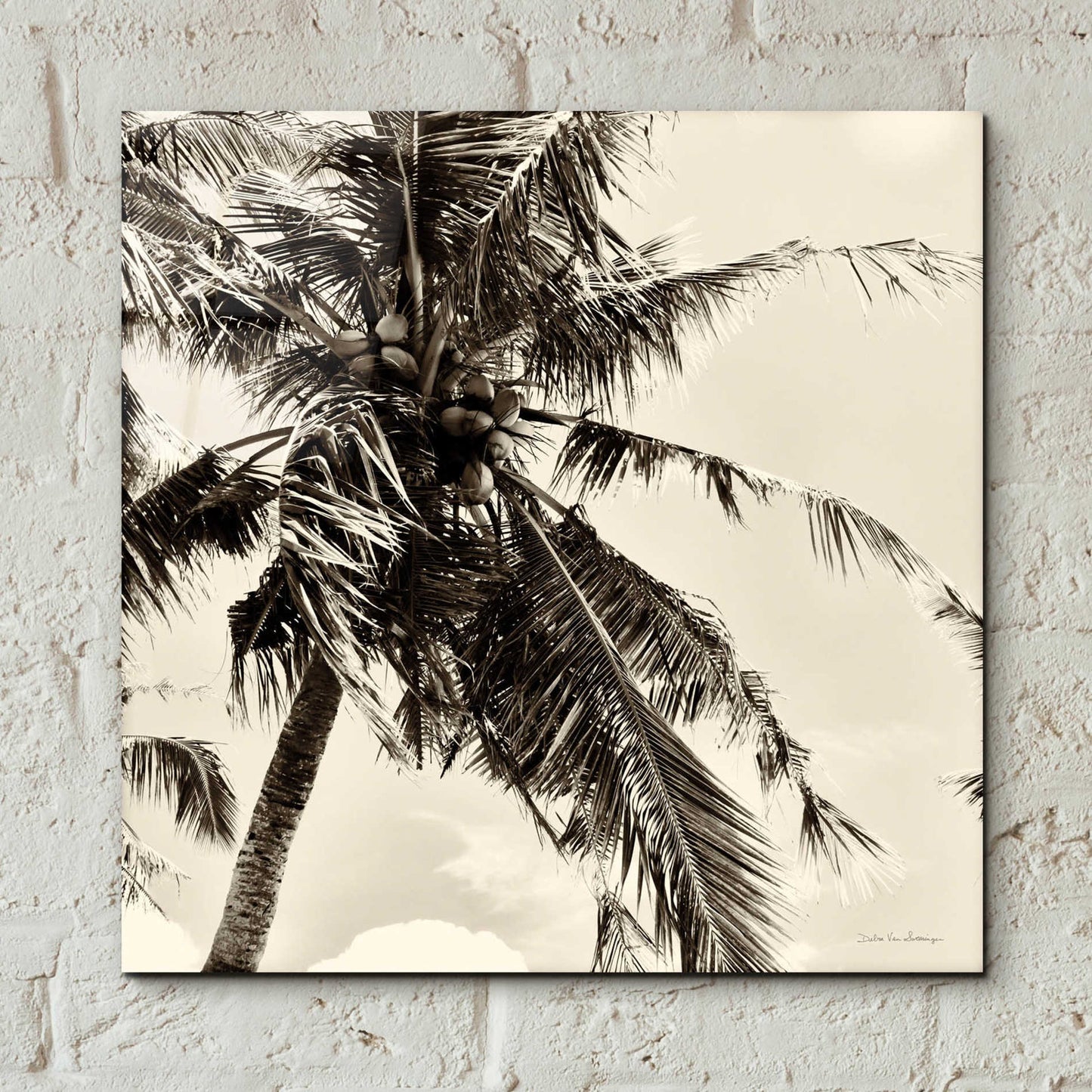 Epic Art 'Palm Tree Sepia II' by Debra Van Swearingen, Acrylic Glass Wall Art,12x12