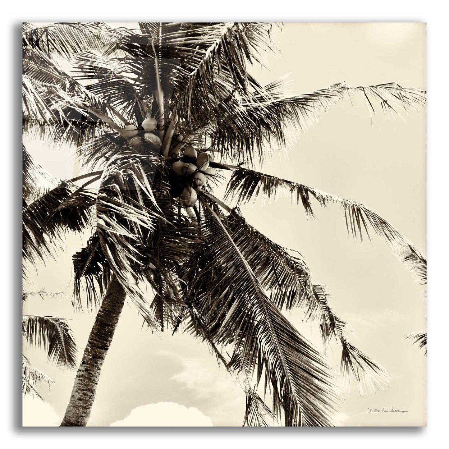 Epic Art 'Palm Tree Sepia II' by Debra Van Swearingen, Acrylic Glass Wall Art,12x12x1.1x0,18x18x1.1x0,26x26x1.74x0,37x37x1.74x0