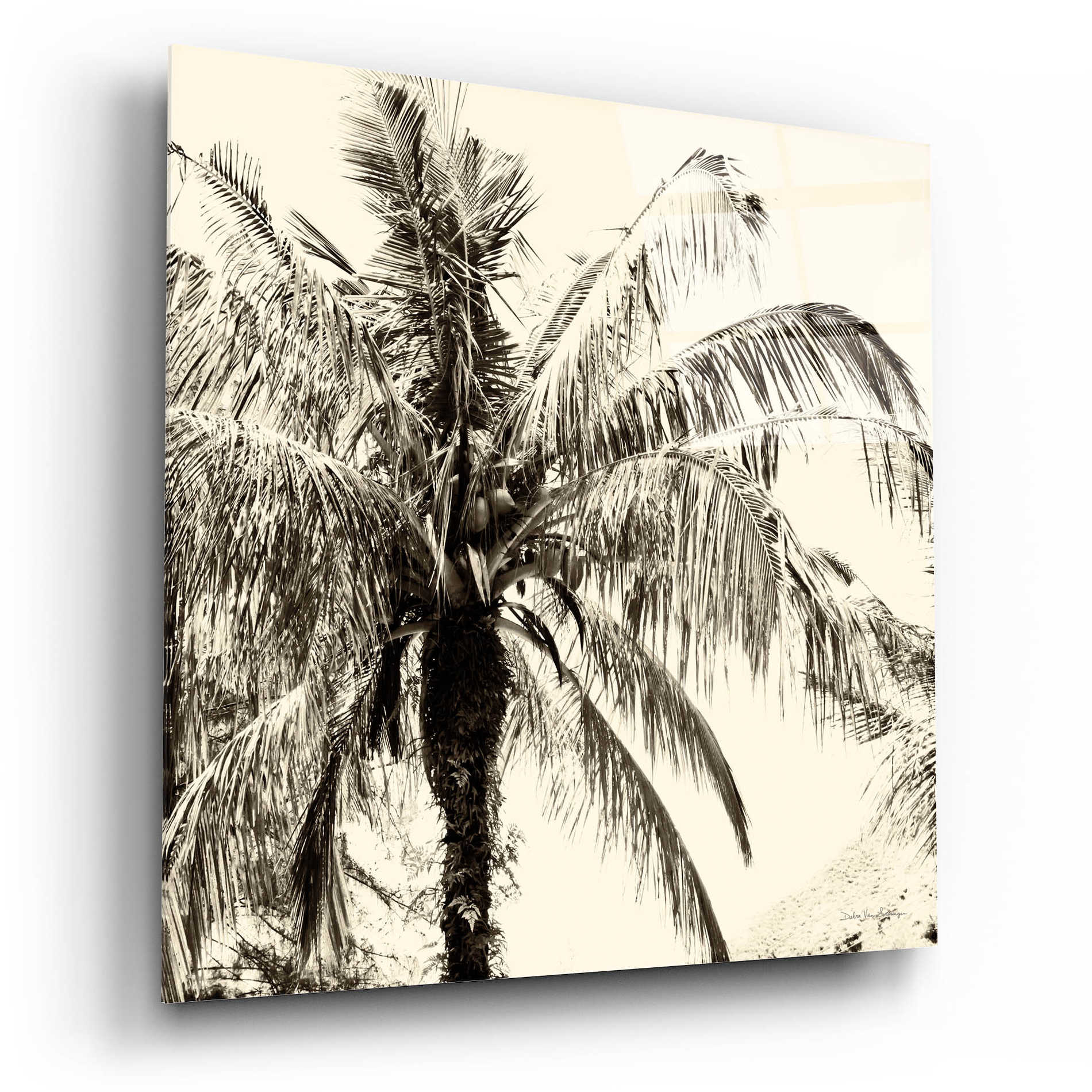 Epic Art 'Palm Tree Sepia III' by Debra Van Swearingen, Acrylic Glass Wall Art,12x12