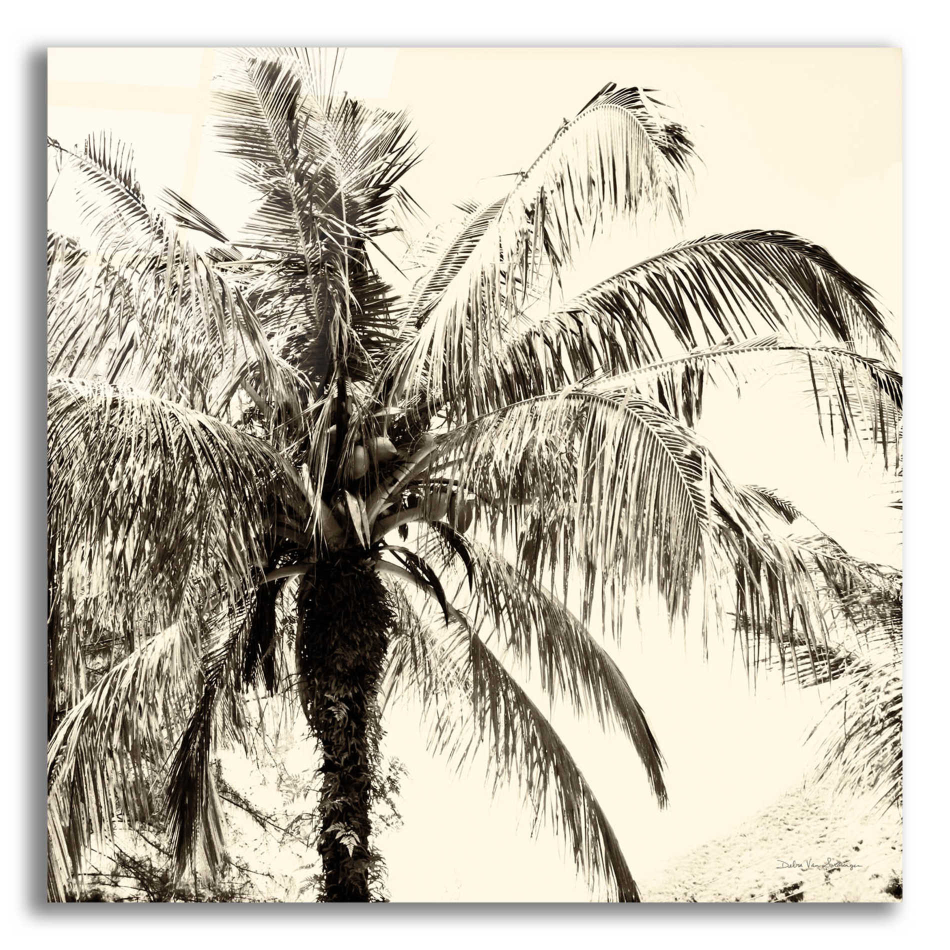 Epic Art 'Palm Tree Sepia III' by Debra Van Swearingen, Acrylic Glass Wall Art,12x12