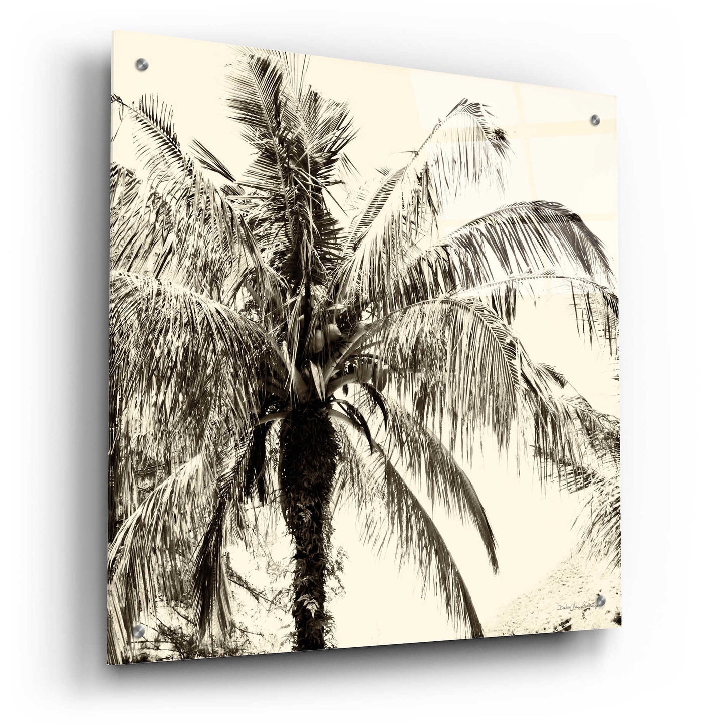 Epic Art 'Palm Tree Sepia III' by Debra Van Swearingen, Acrylic Glass Wall Art,24x24