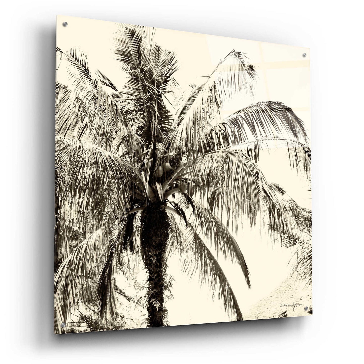 Epic Art 'Palm Tree Sepia III' by Debra Van Swearingen, Acrylic Glass Wall Art,36x36