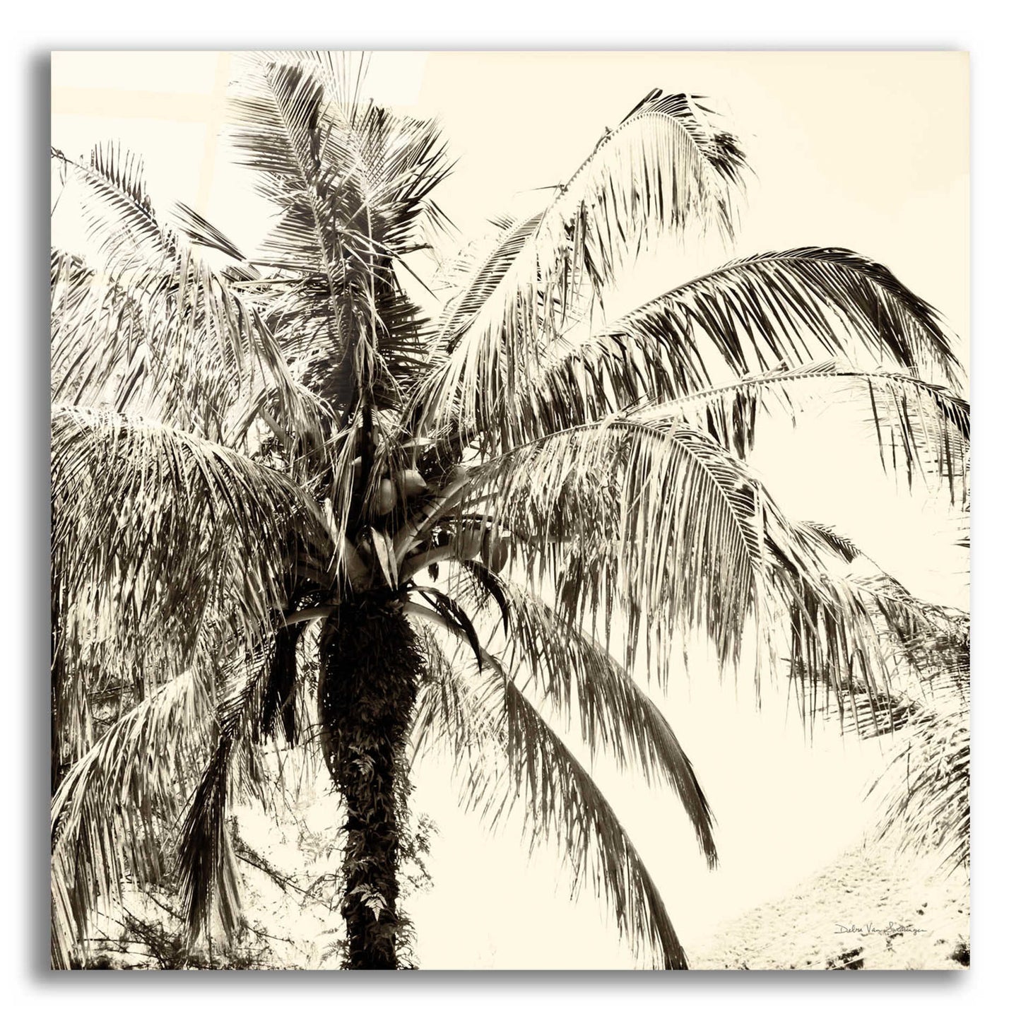 Epic Art 'Palm Tree Sepia III' by Debra Van Swearingen, Acrylic Glass Wall Art,12x12x1.1x0,18x18x1.1x0,26x26x1.74x0,37x37x1.74x0