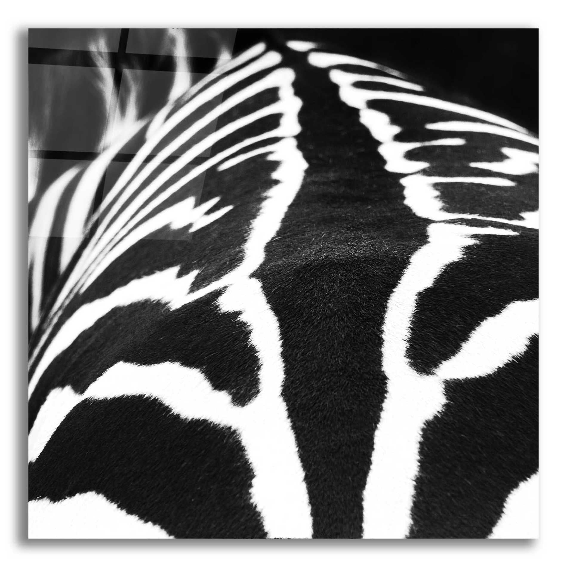 Epic Art 'Zebra V' by Debra Van Swearingen, Acrylic Glass Wall Art,12x12