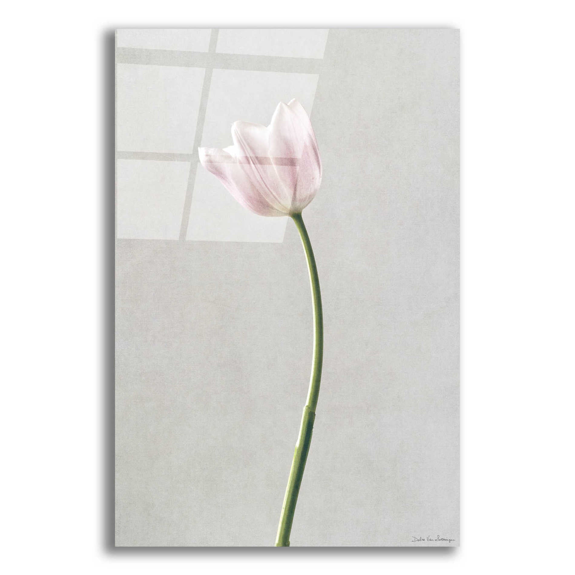 Epic Art 'Light Tulips I' by Debra Van Swearingen, Acrylic Glass Wall Art,12x16x1.1x0,20x24x1.1x0,26x30x1.74x0,40x54x1.74x0