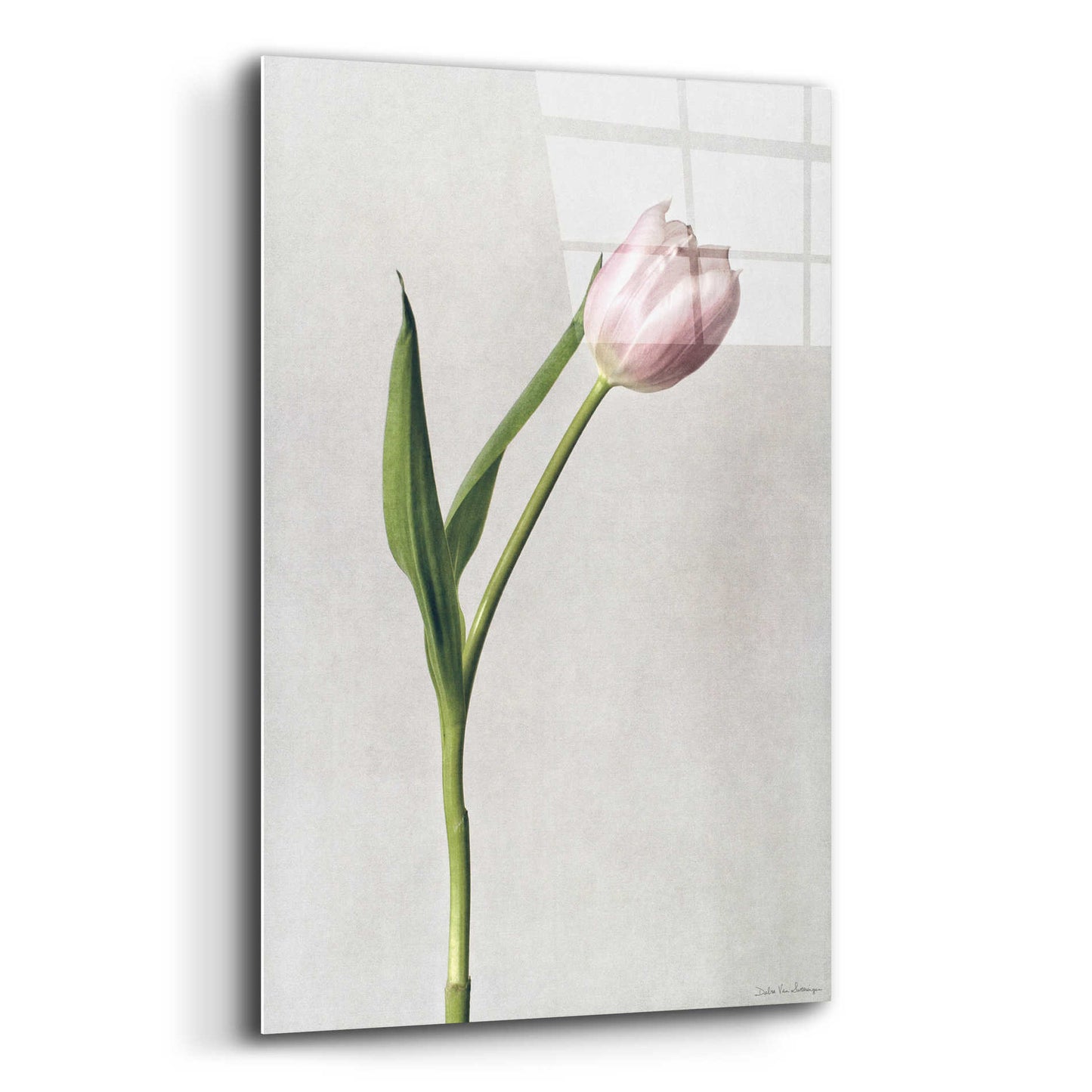 Epic Art 'Light Tulips II' by Debra Van Swearingen, Acrylic Glass Wall Art,12x16