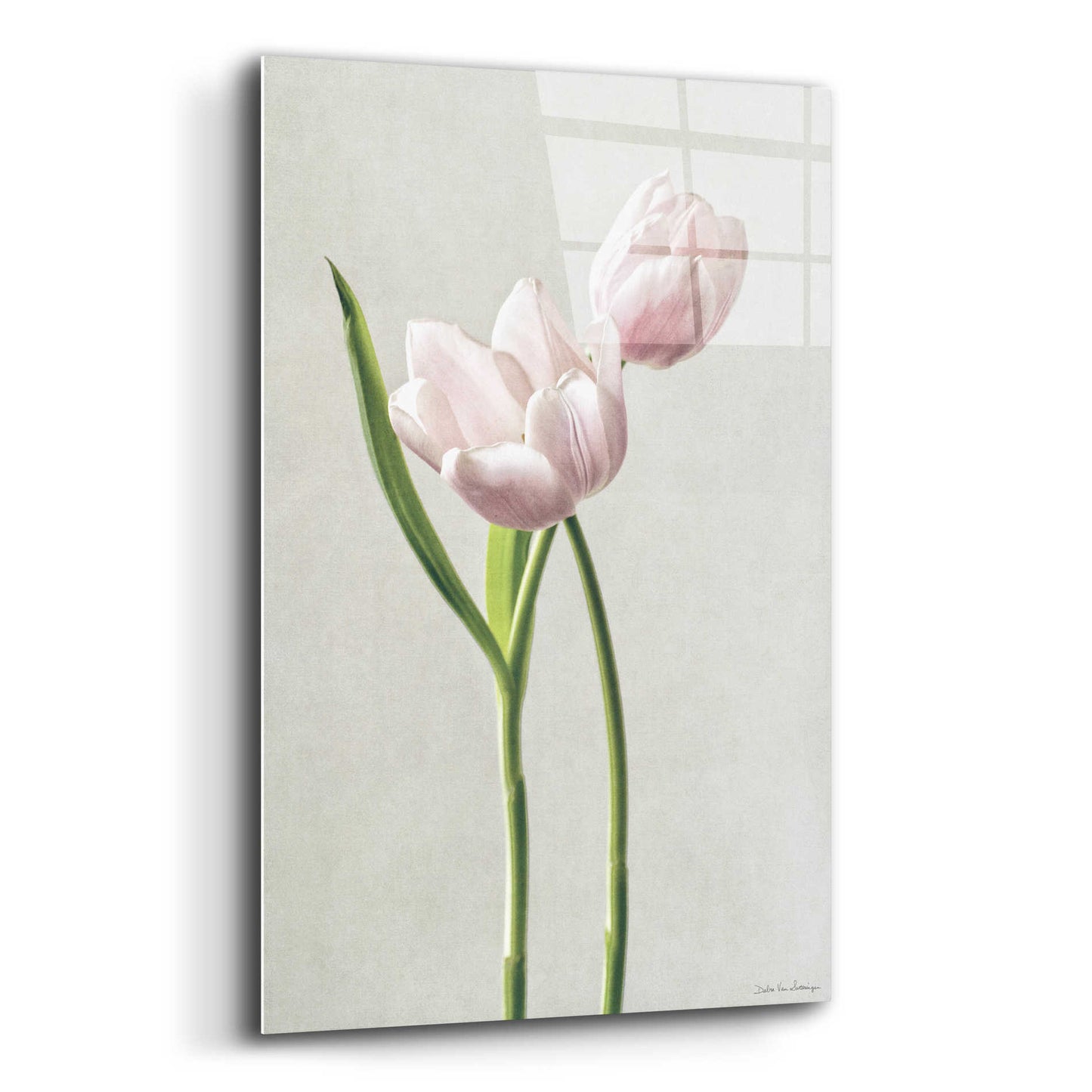 Epic Art 'Light Tulips III' by Debra Van Swearingen, Acrylic Glass Wall Art,12x16