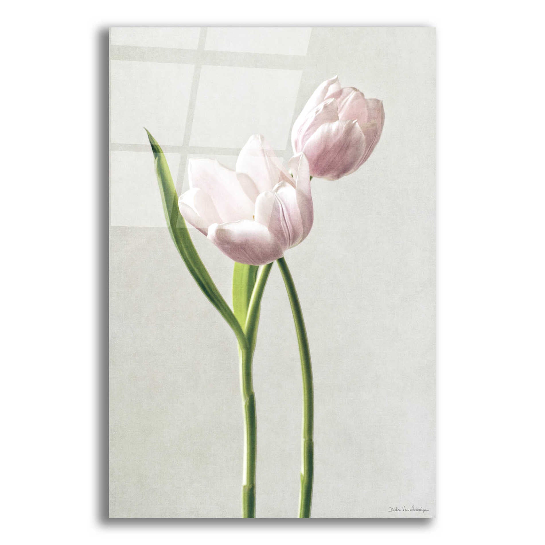 Epic Art 'Light Tulips III' by Debra Van Swearingen, Acrylic Glass Wall Art,12x16x1.1x0,20x24x1.1x0,26x30x1.74x0,40x54x1.74x0