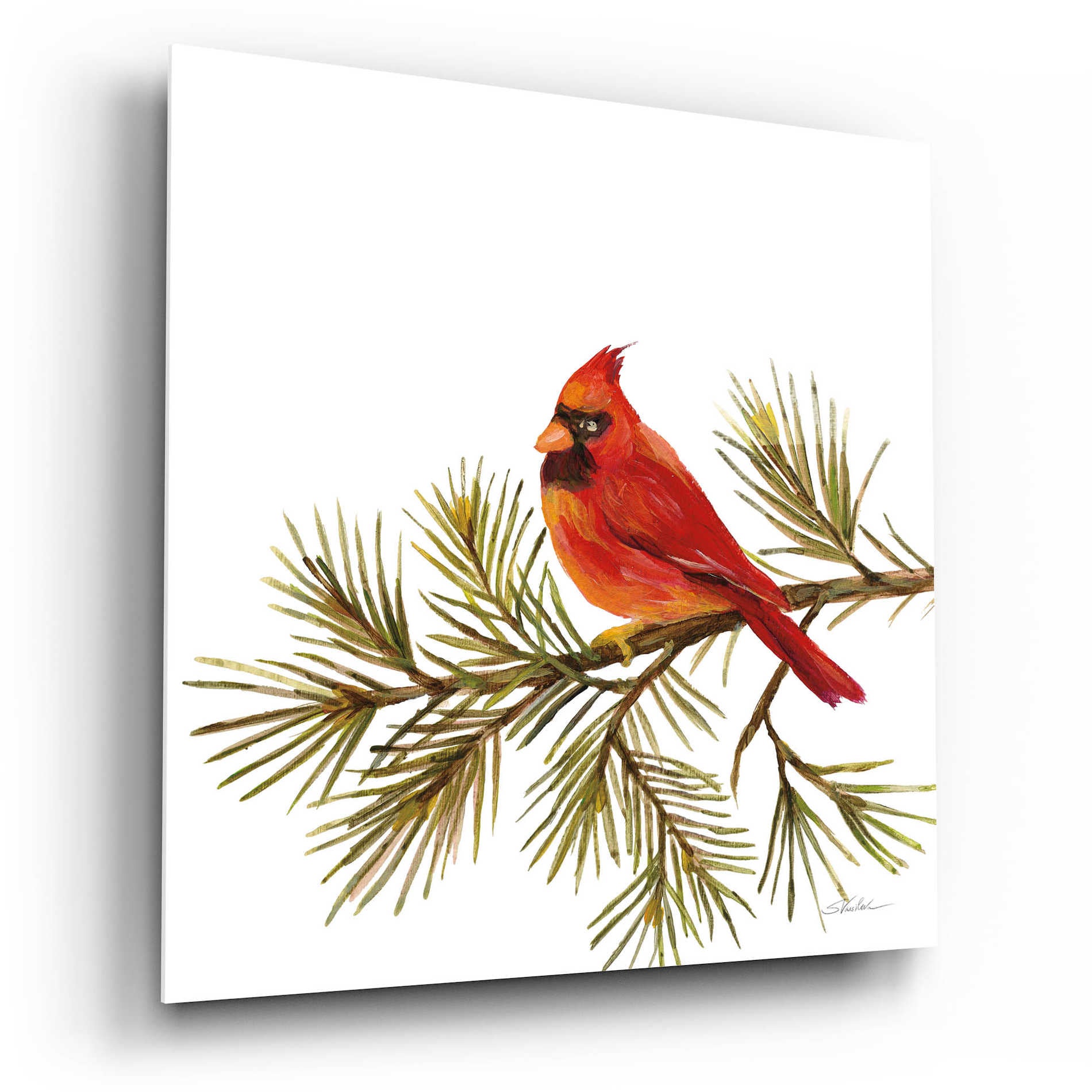 Epic Art 'Cardinal Christmas V on White' by Silvia Vassileva, Acrylic Glass Wall Art,12x12