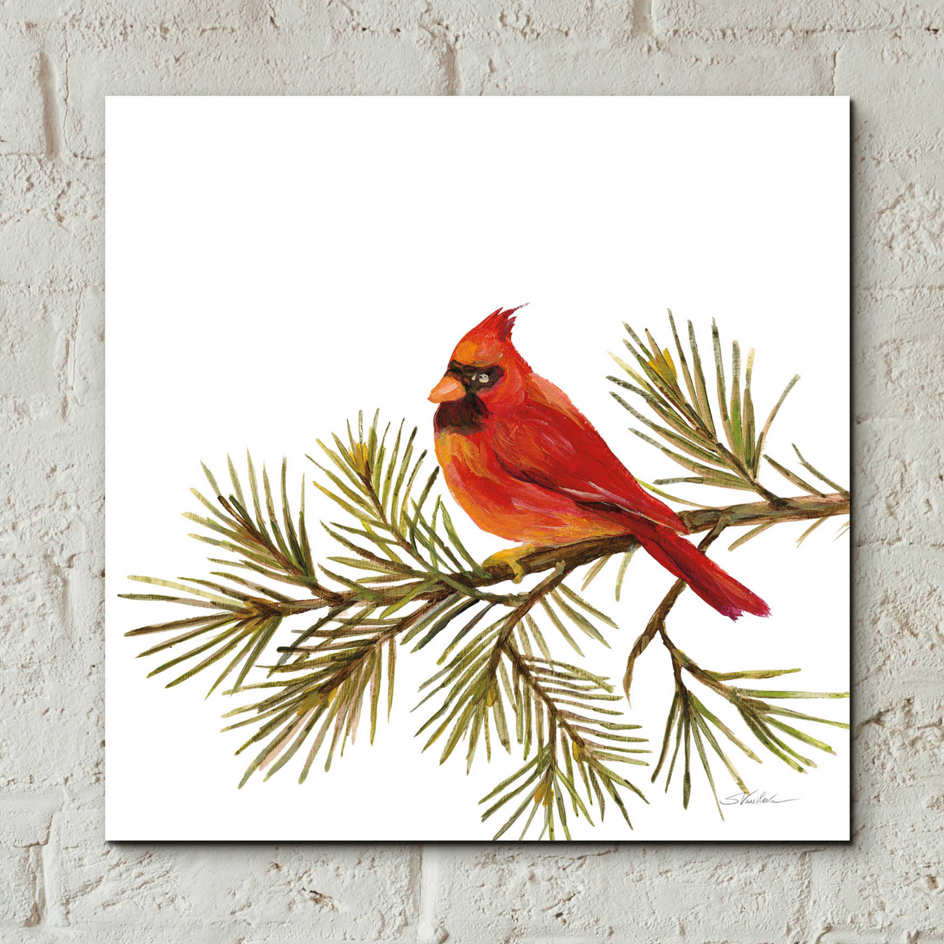 Epic Art 'Cardinal Christmas V on White' by Silvia Vassileva, Acrylic Glass Wall Art,12x12