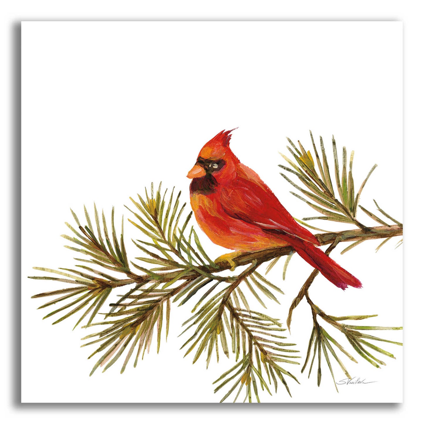 Epic Art 'Cardinal Christmas V on White' by Silvia Vassileva, Acrylic Glass Wall Art,12x12