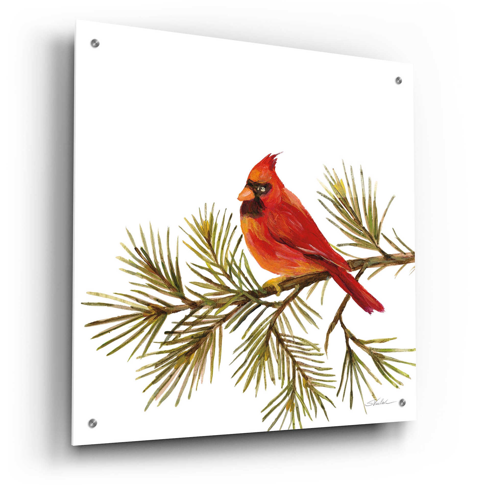 Epic Art 'Cardinal Christmas V on White' by Silvia Vassileva, Acrylic Glass Wall Art,24x24