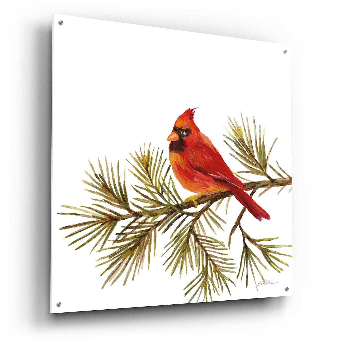 Epic Art 'Cardinal Christmas V on White' by Silvia Vassileva, Acrylic Glass Wall Art,36x36