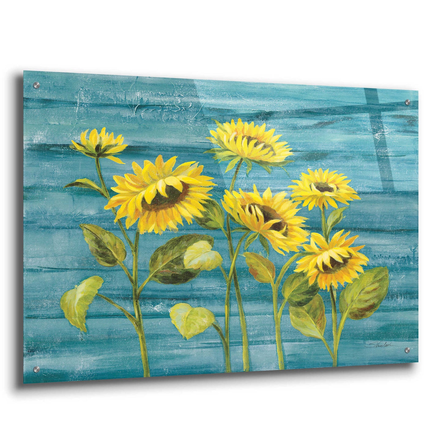 Epic Art 'Cottage Sunflowers Teal' by Silvia Vassileva, Acrylic Glass Wall Art,36x24