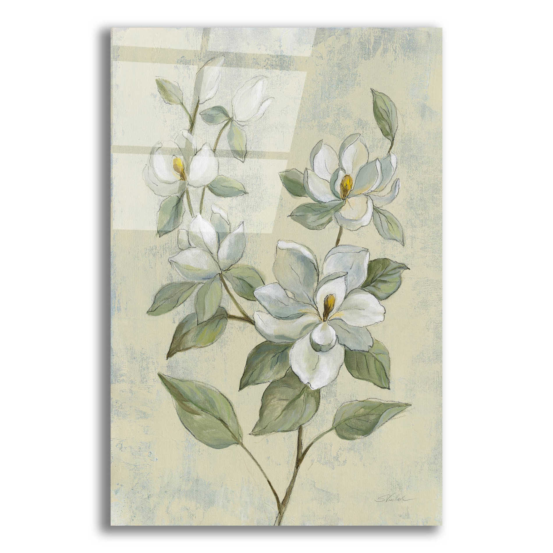 Epic Art 'Sage Magnolia' by Silvia Vassileva, Acrylic Glass Wall Art,12x16