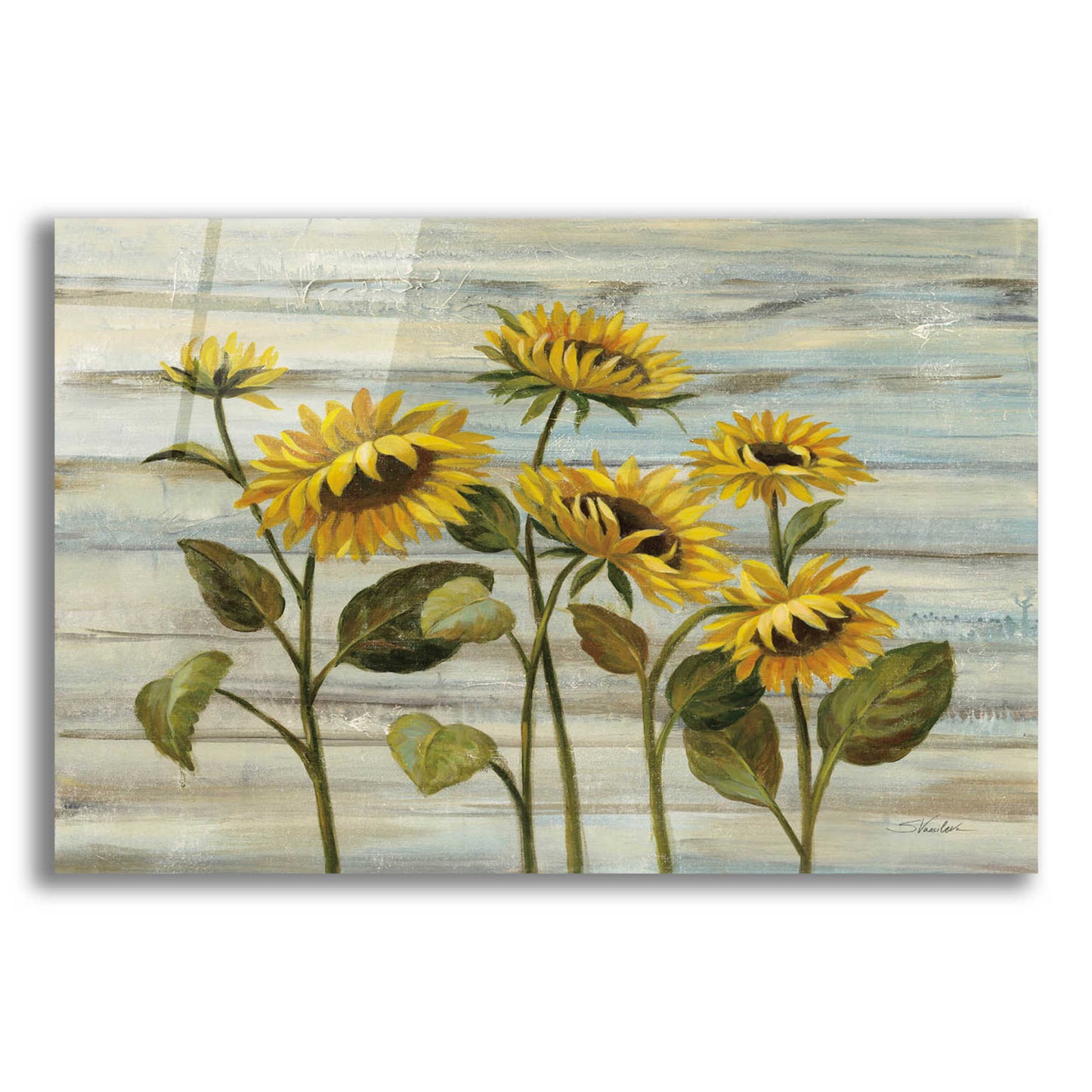 Epic Art 'Cottage Sunflowers' by Silvia Vassileva, Acrylic Glass Wall Art,16x12