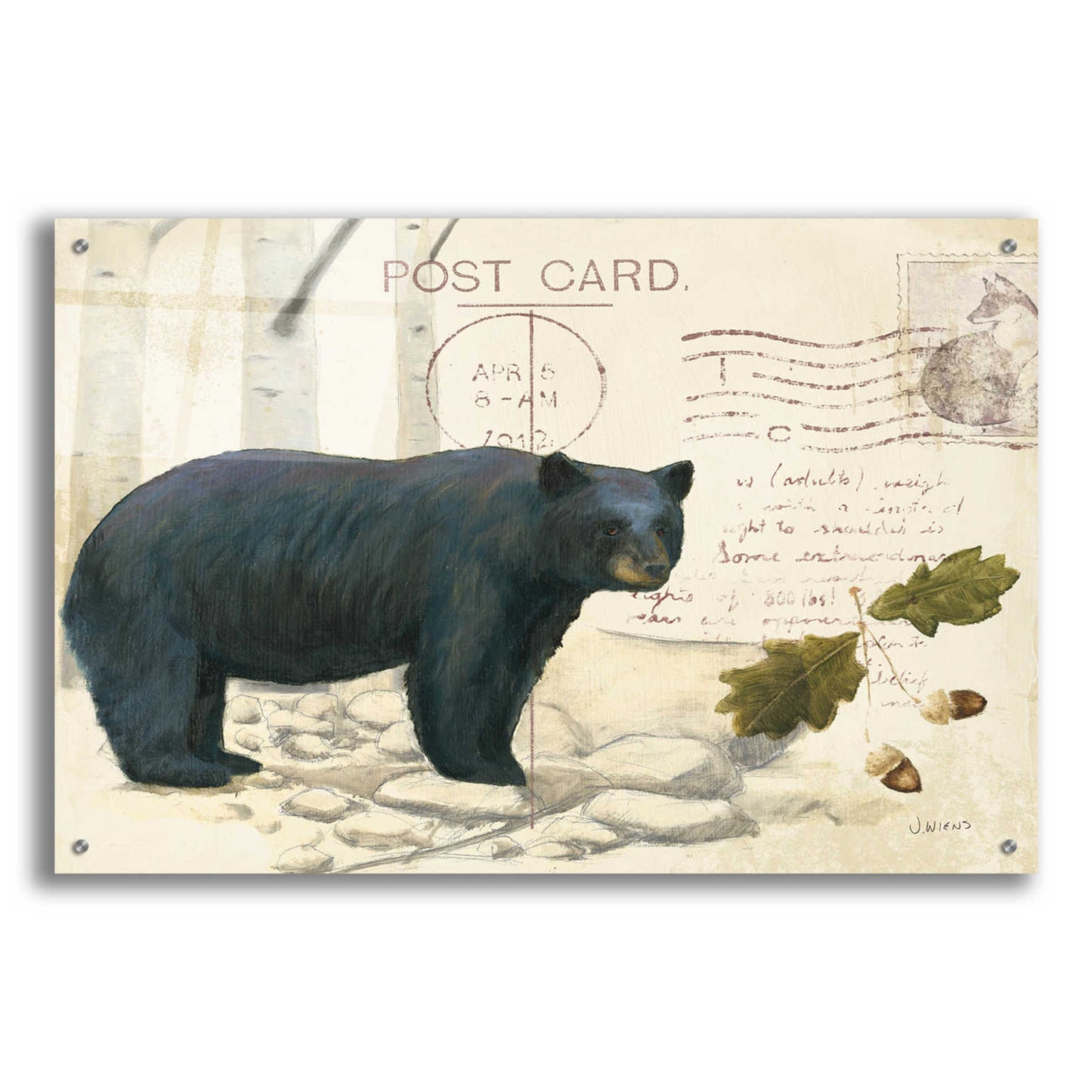 Epic Art 'Northern Wild Bear' by James Wiens, Acrylic Glass Wall Art,36x24