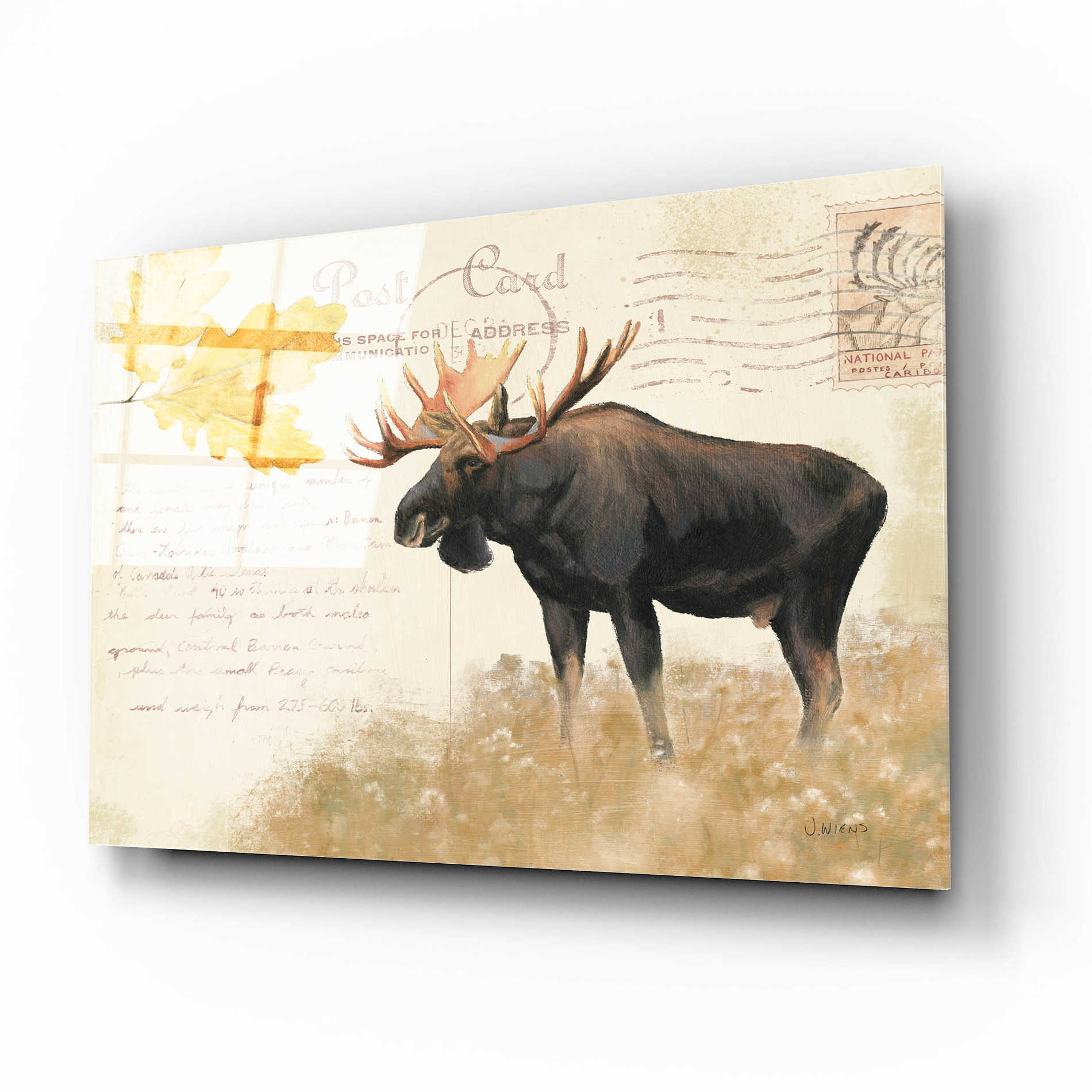 Epic Art 'Northern Wild Moose' by James Wiens, Acrylic Glass Wall Art,16x12