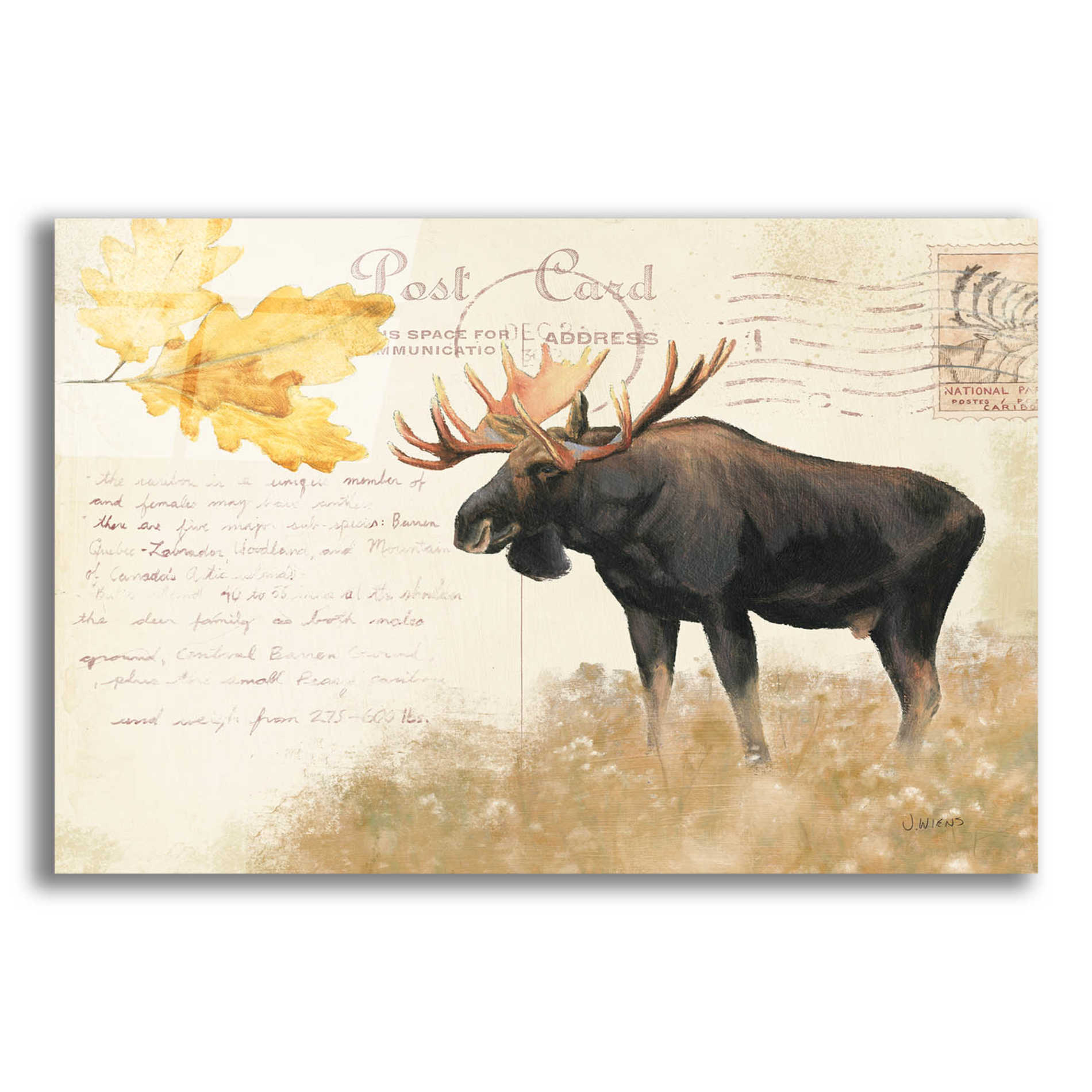 Epic Art 'Northern Wild Moose' by James Wiens, Acrylic Glass Wall Art,16x12