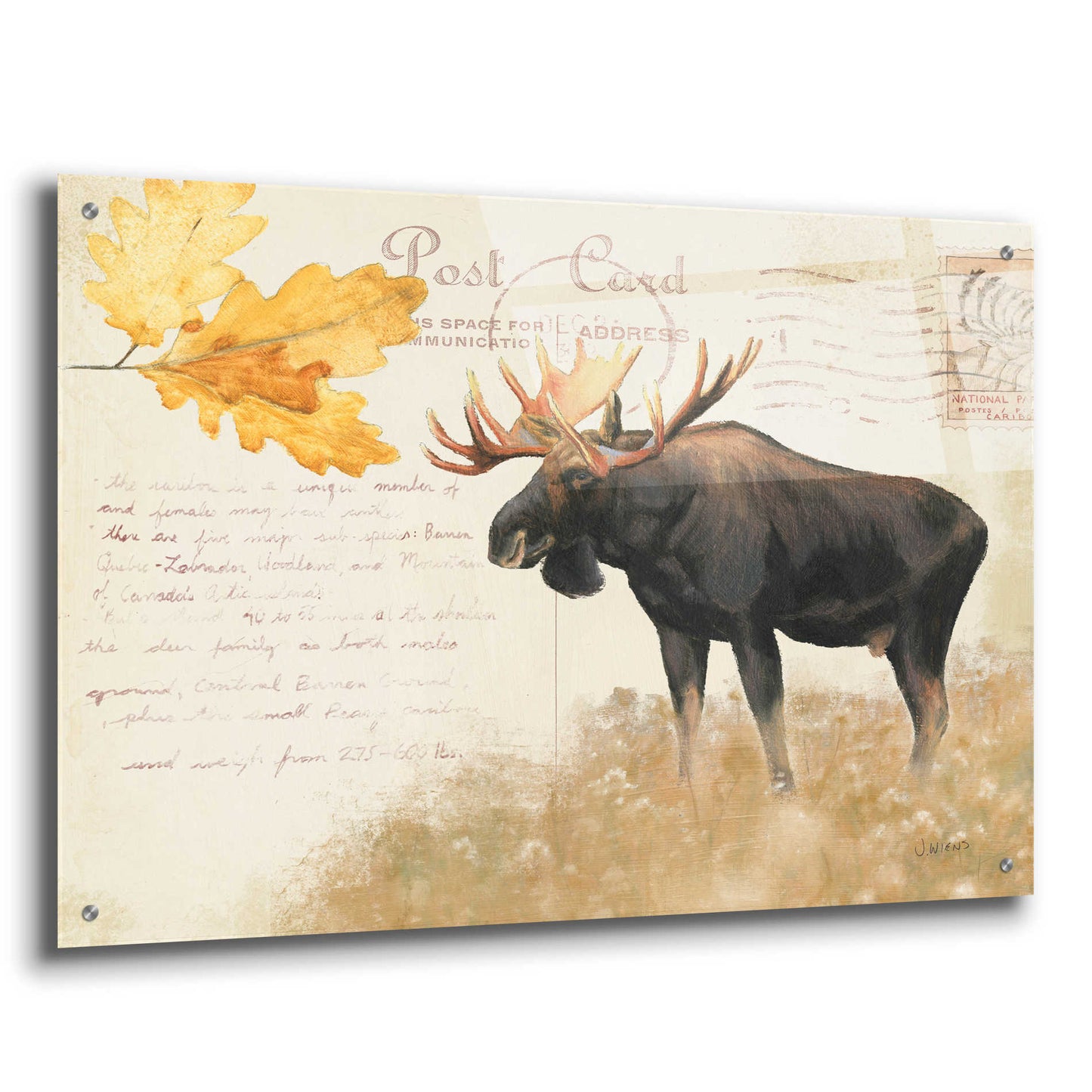 Epic Art 'Northern Wild Moose' by James Wiens, Acrylic Glass Wall Art,36x24