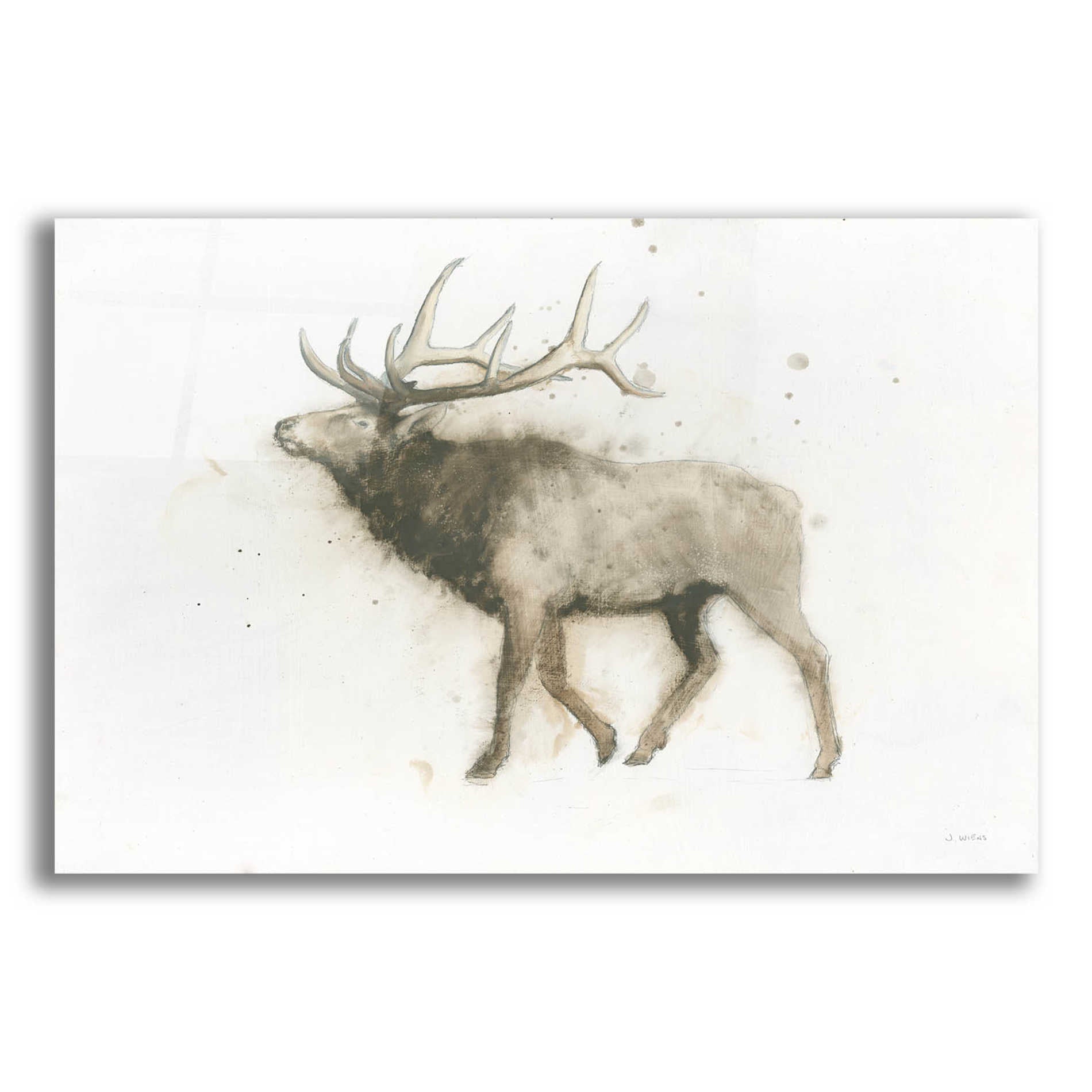 Epic Art 'Elk' by James Wiens, Acrylic Glass Wall Art,16x12