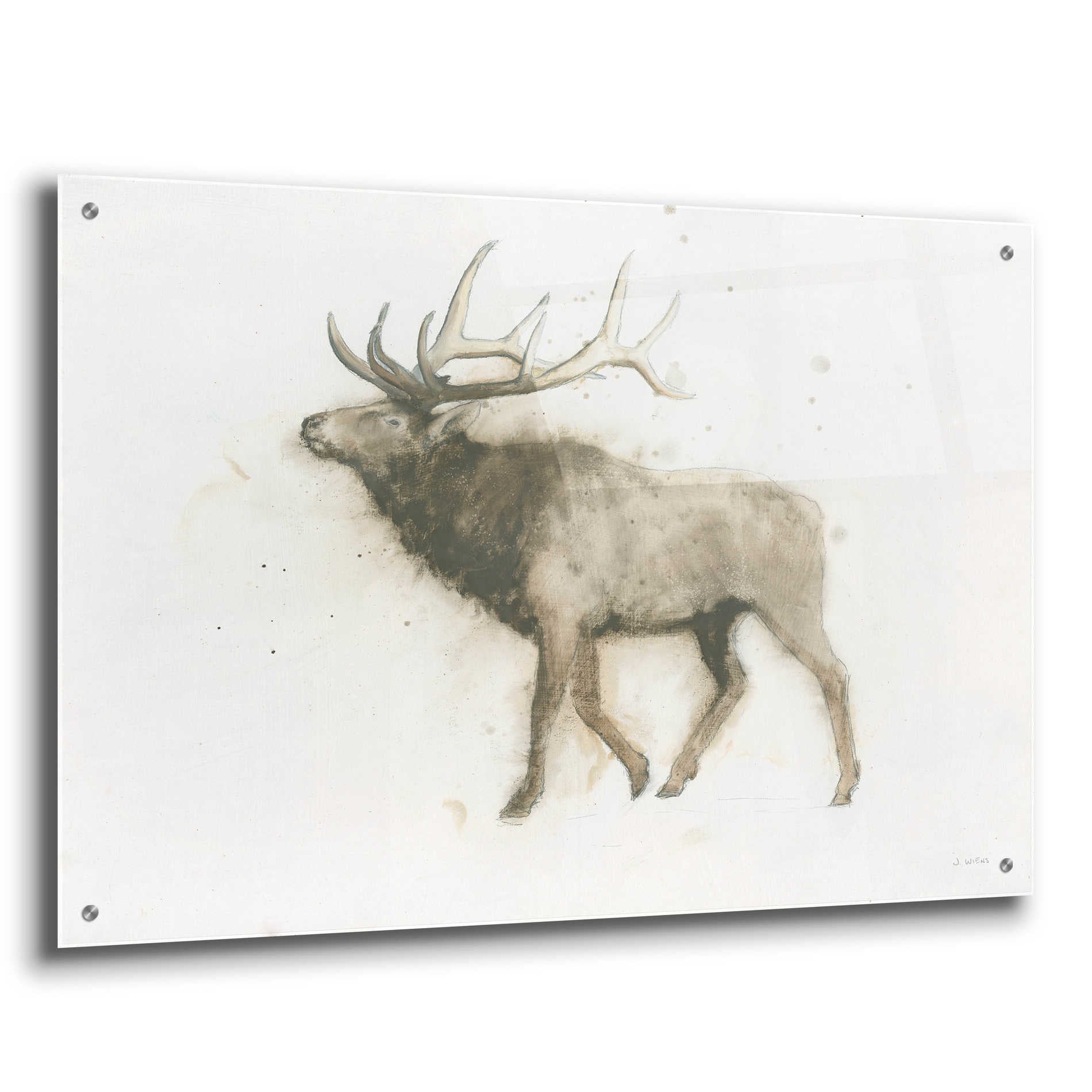 Epic Art 'Elk' by James Wiens, Acrylic Glass Wall Art,36x24