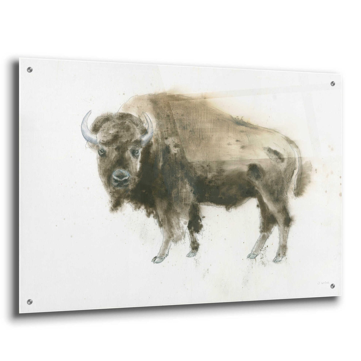 Epic Art 'Buffalo Bill' by James Wiens, Acrylic Glass Wall Art,36x24