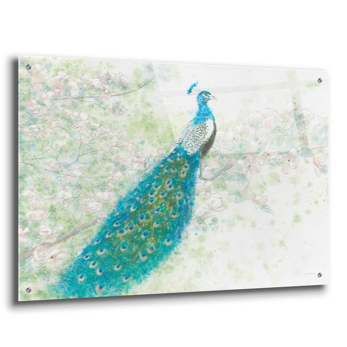 Epic Art 'Spring Peacock I' by James Wiens, Acrylic Glass Wall Art,36x24