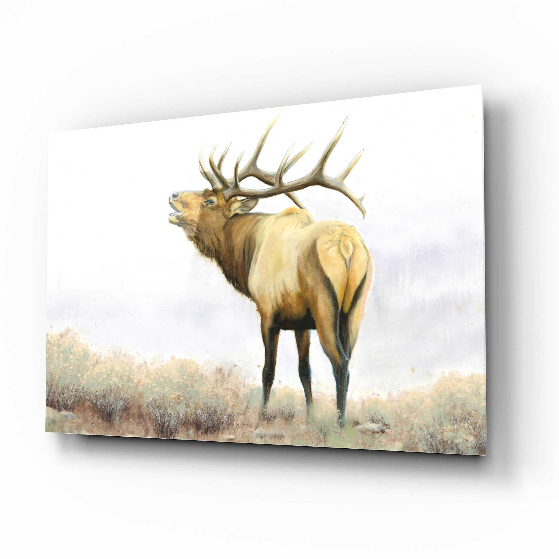 Epic Art 'Majestic Elk' by James Wiens, Acrylic Glass Wall Art,16x12