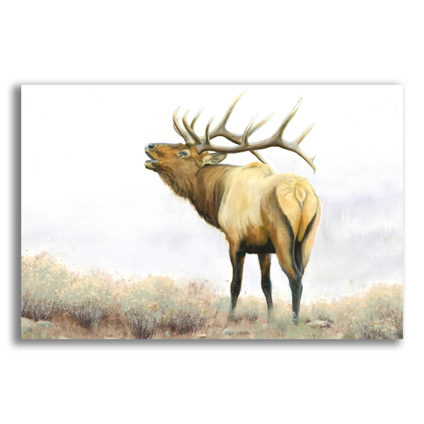 Epic Art 'Majestic Elk' by James Wiens, Acrylic Glass Wall Art,16x12