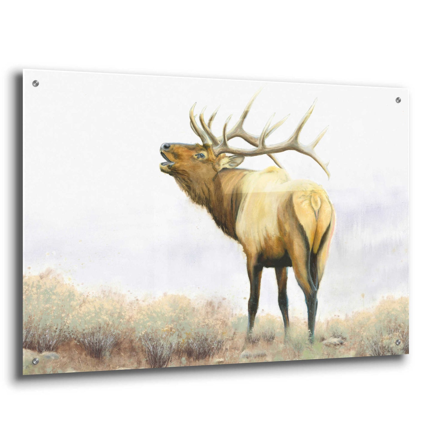 Epic Art 'Majestic Elk' by James Wiens, Acrylic Glass Wall Art,36x24