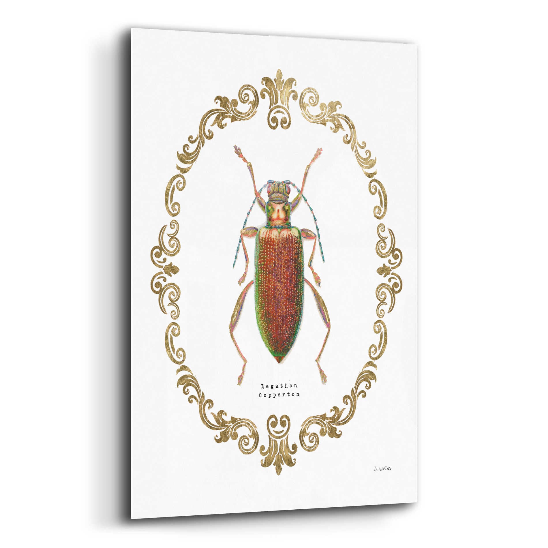 Epic Art 'Adorning Coleoptera VI' by James Wiens, Acrylic Glass Wall Art,12x16