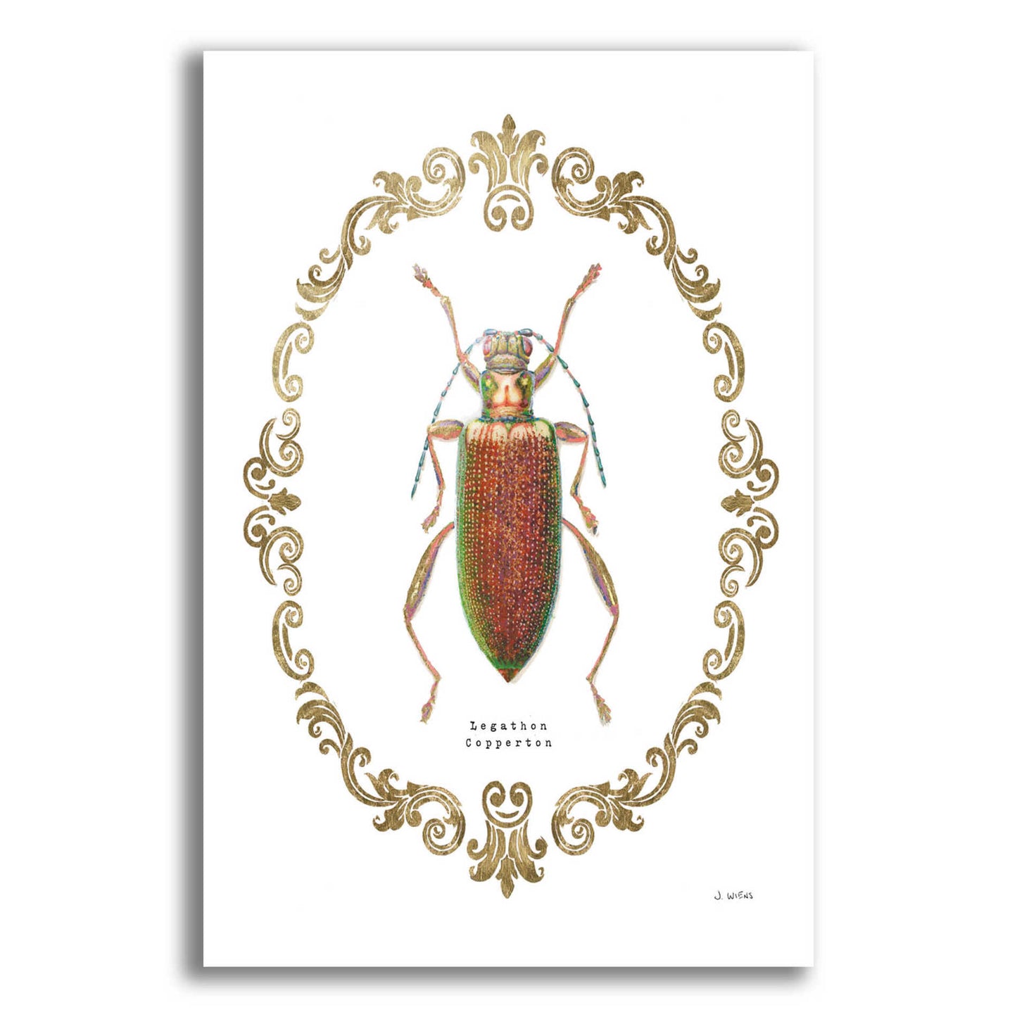 Epic Art 'Adorning Coleoptera VI' by James Wiens, Acrylic Glass Wall Art,12x16