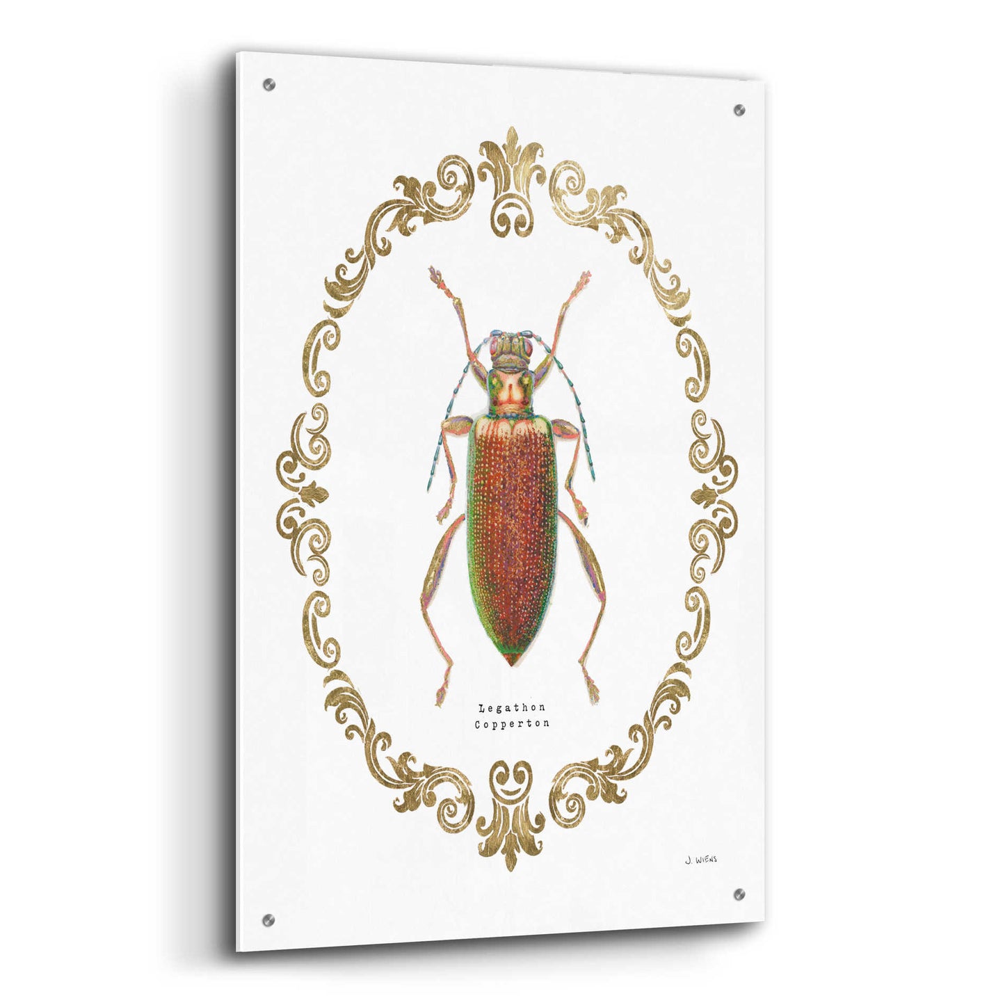 Epic Art 'Adorning Coleoptera VI' by James Wiens, Acrylic Glass Wall Art,24x36