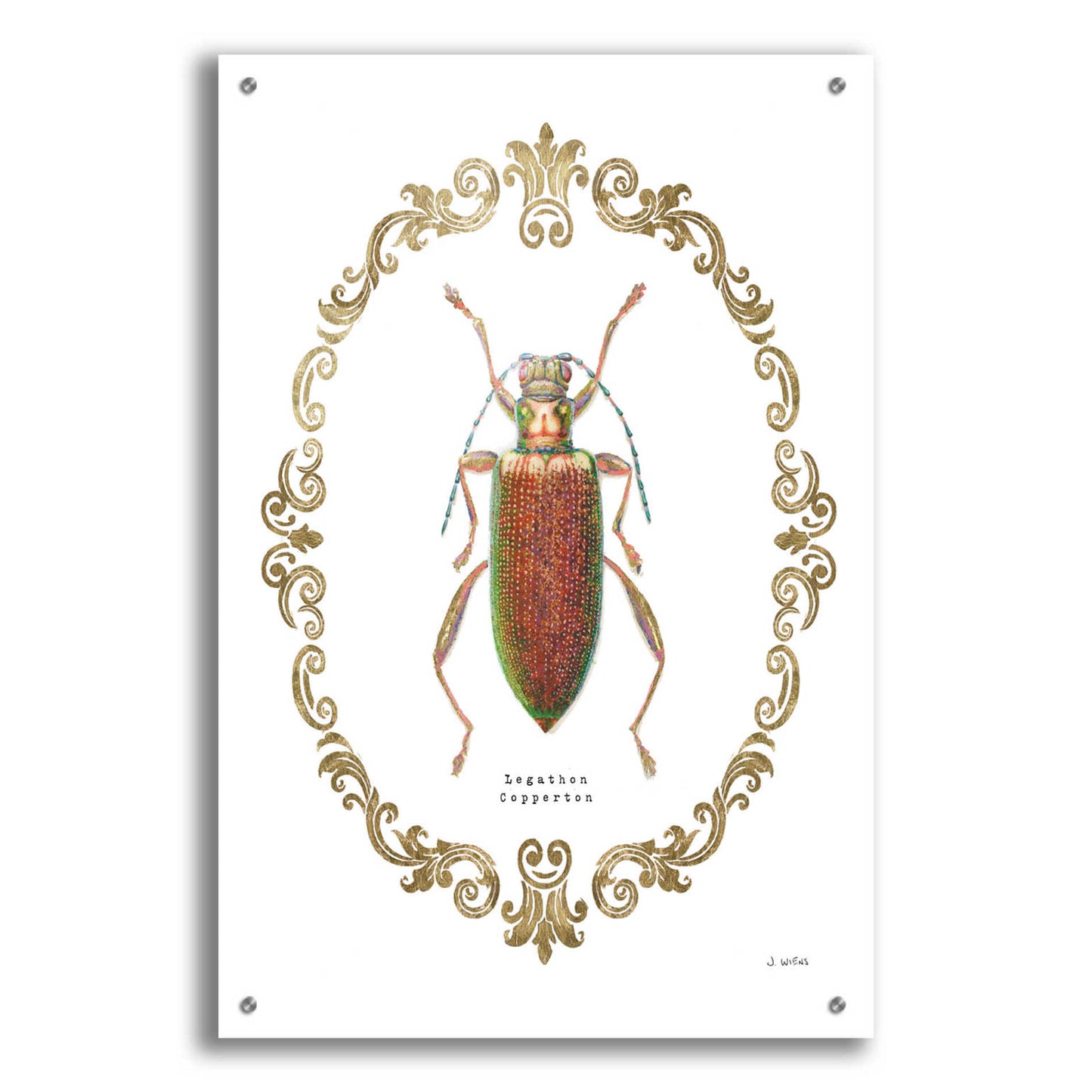 Epic Art 'Adorning Coleoptera VI' by James Wiens, Acrylic Glass Wall Art,24x36