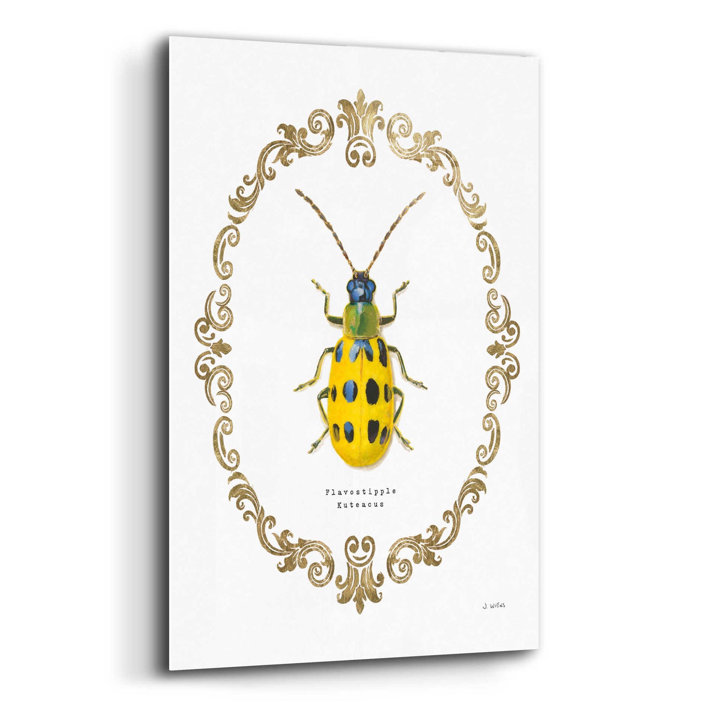 Epic Art 'Adorning Coleoptera VII' by James Wiens, Acrylic Glass Wall Art,12x16