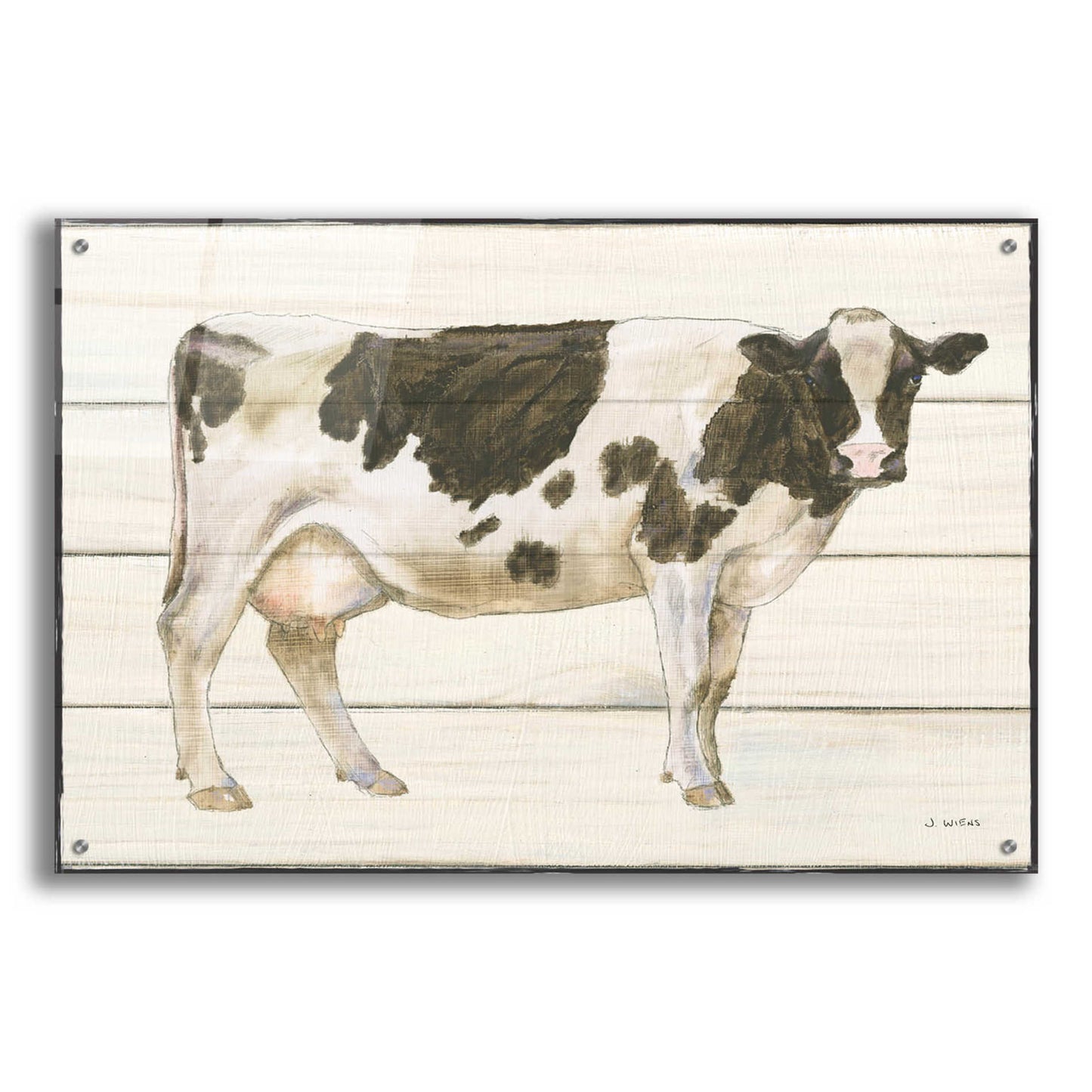 Epic Art 'Country Cow VII' by James Wiens, Acrylic Glass Wall Art,36x24