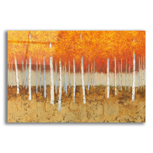 Epic Art 'Autumn Birches' by James Wiens, Acrylic Glass Wall Art,18x12x1.1x0,26x18x1.1x0,40x26x1.74x0,60x40x1.74x0