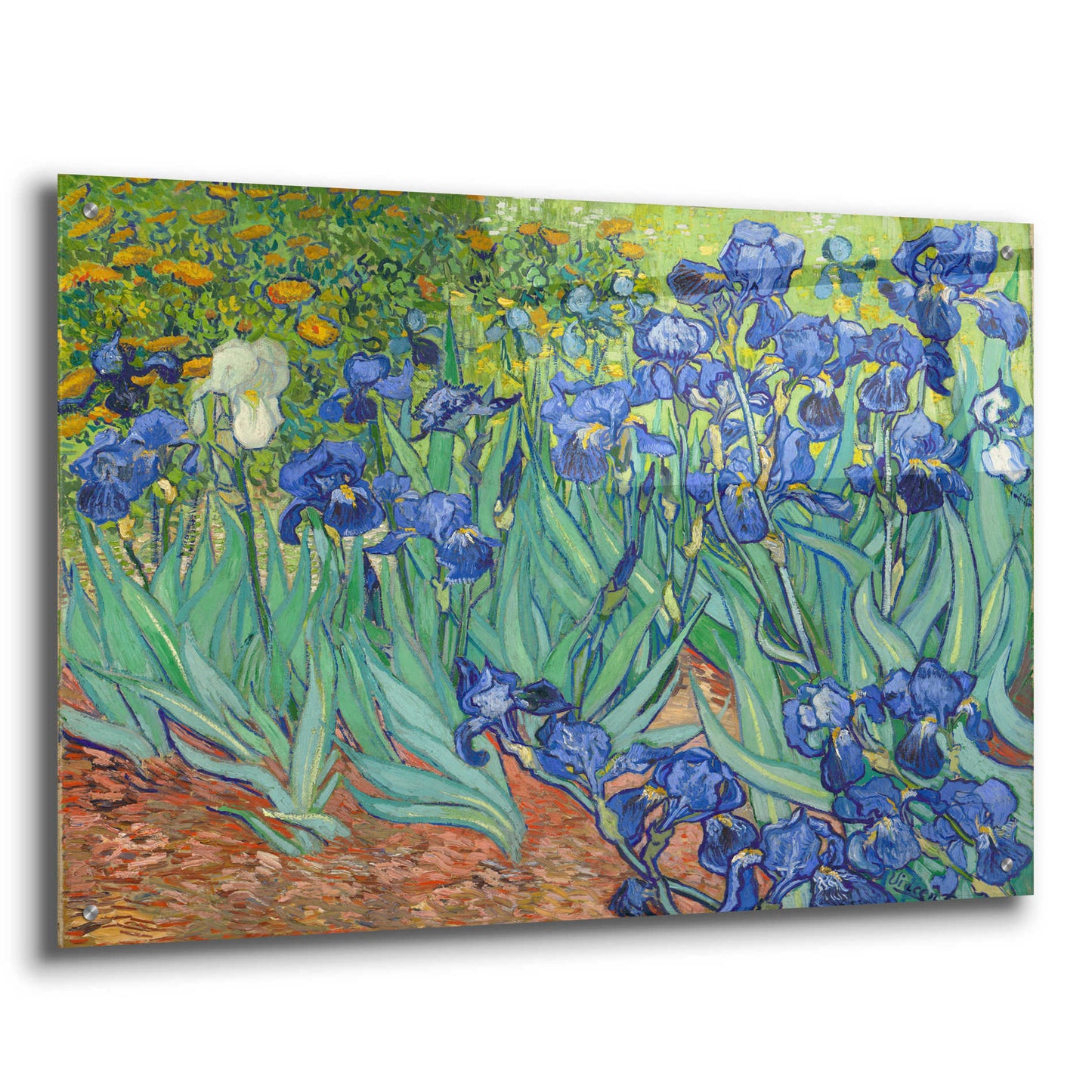 Epic Art 'Irises' by Vincent van Gogh, Acrylic Glass Wall Art,36x24