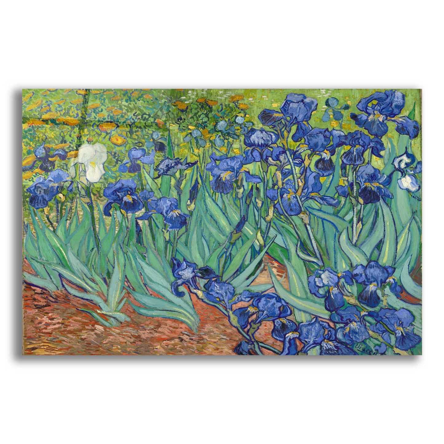 Epic Art 'Irises' by Vincent van Gogh, Acrylic Glass Wall Art,16x12x1.1x0,26x18x1.1x0,34x26x1.74x0,54x40x1.74x0