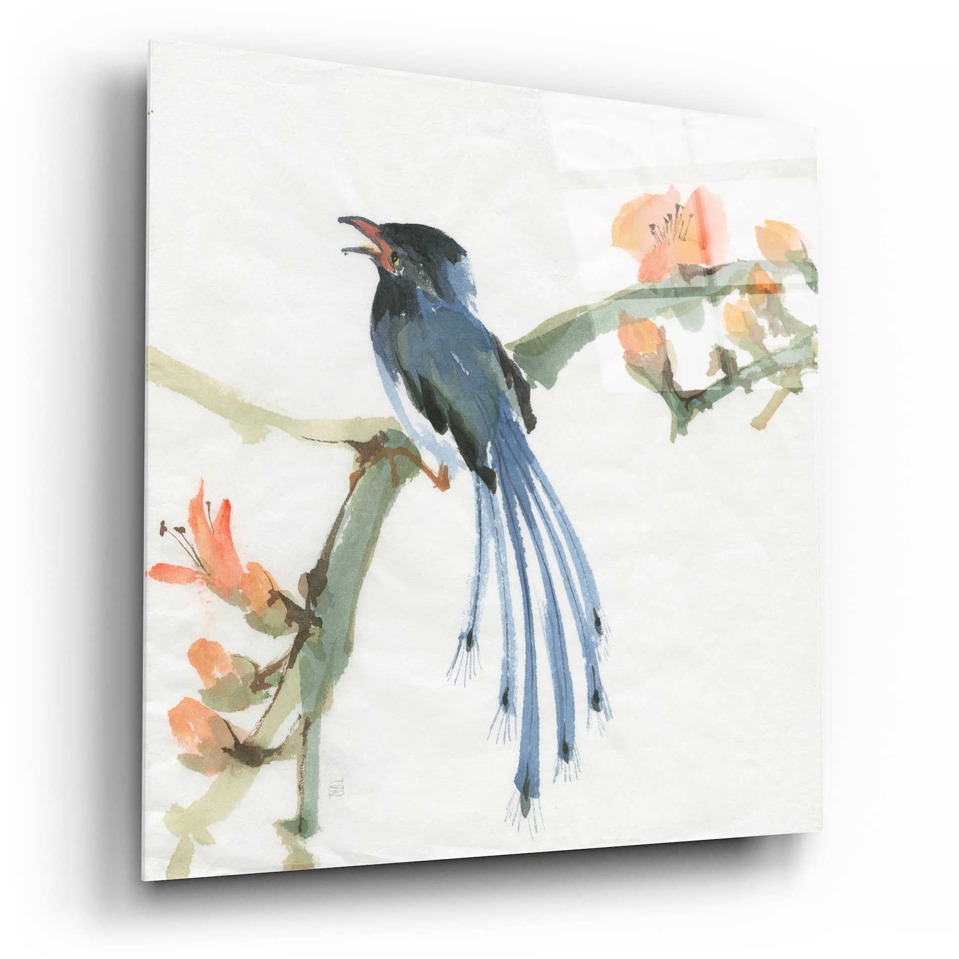 Epic Art 'Formosan Blue Magpie' by Chris Paschke, Acrylic Glass Wall Art,12x12