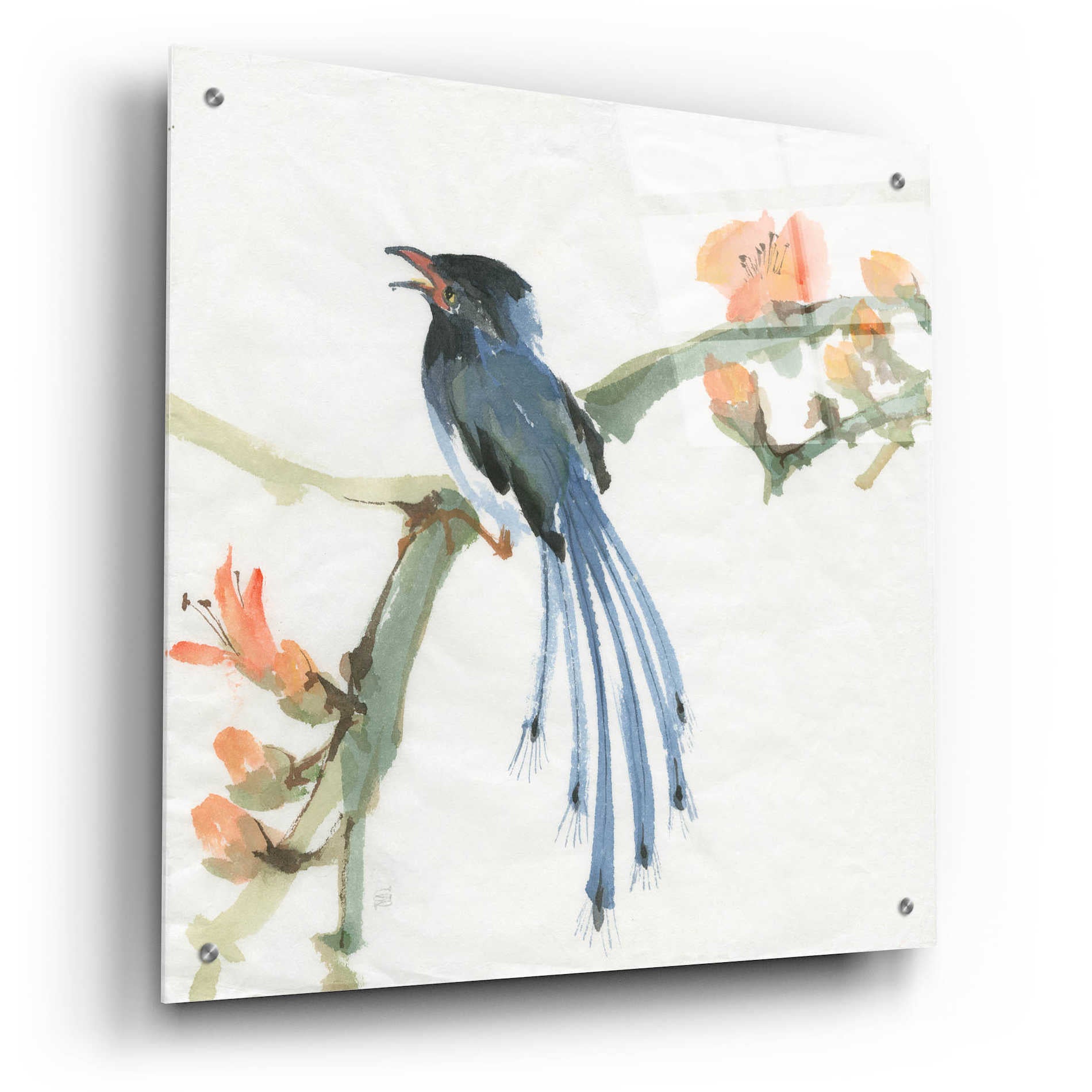 Epic Art 'Formosan Blue Magpie' by Chris Paschke, Acrylic Glass Wall Art,24x24