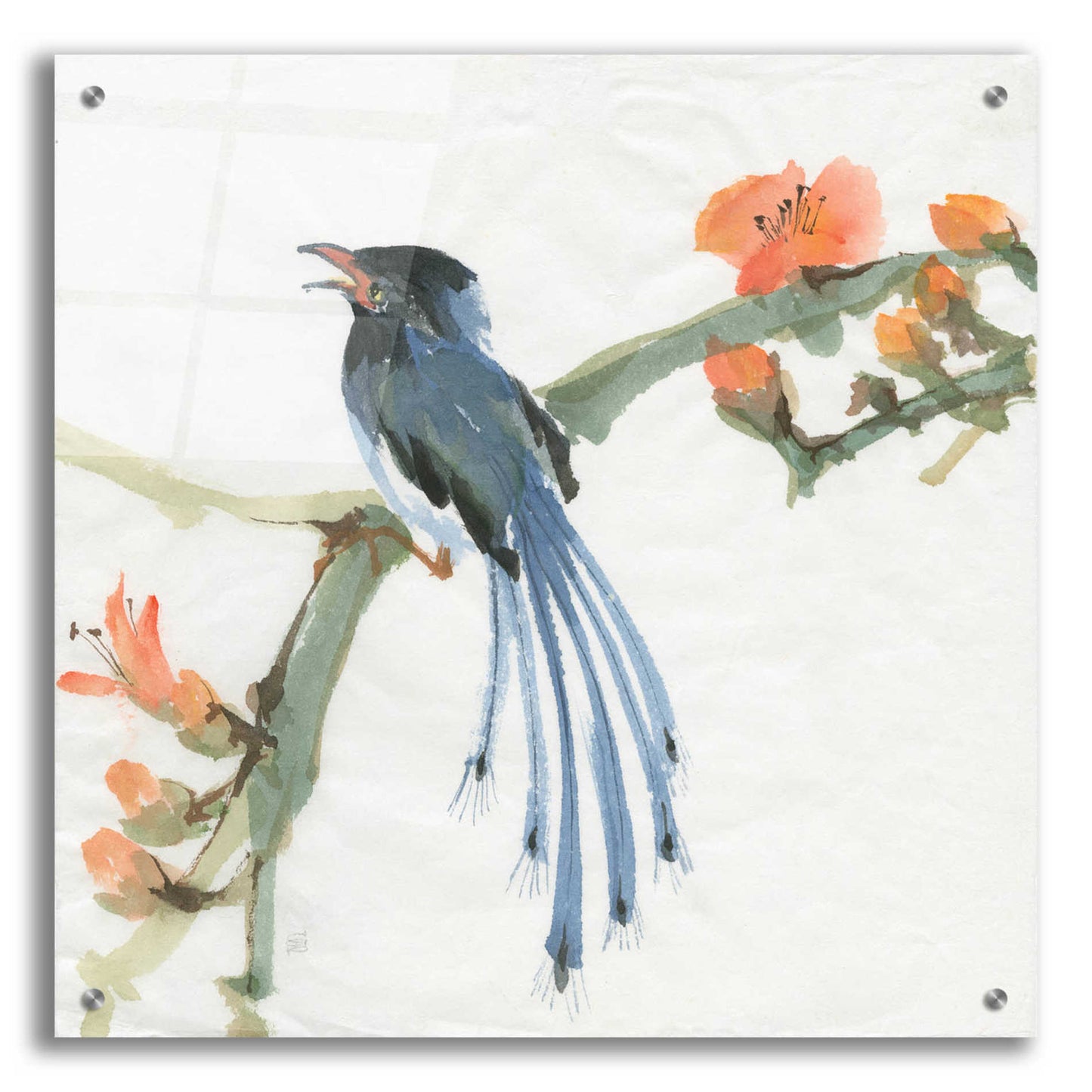 Epic Art 'Formosan Blue Magpie' by Chris Paschke, Acrylic Glass Wall Art,24x24