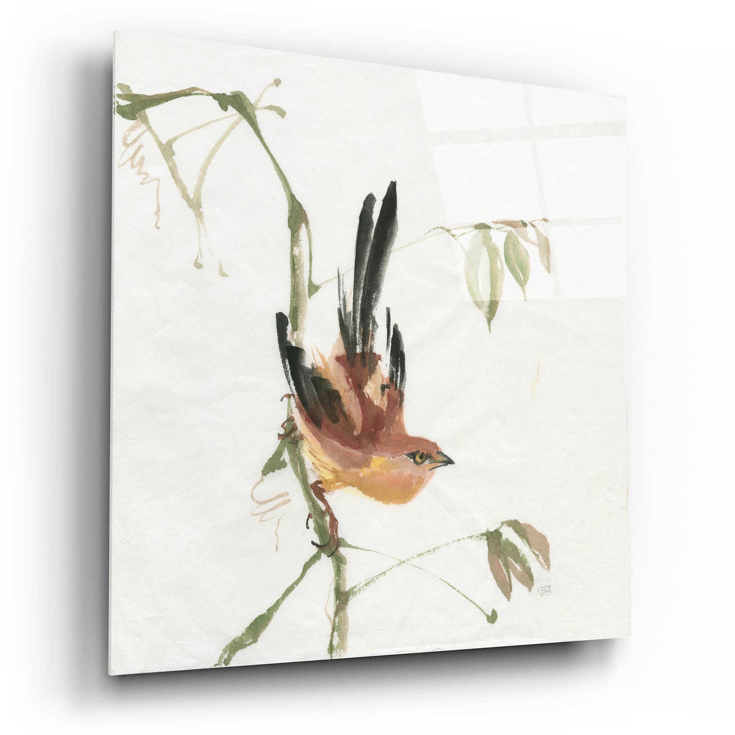 Epic Art 'Mountain Bush Warbler' by Chris Paschke, Acrylic Glass Wall Art,12x12